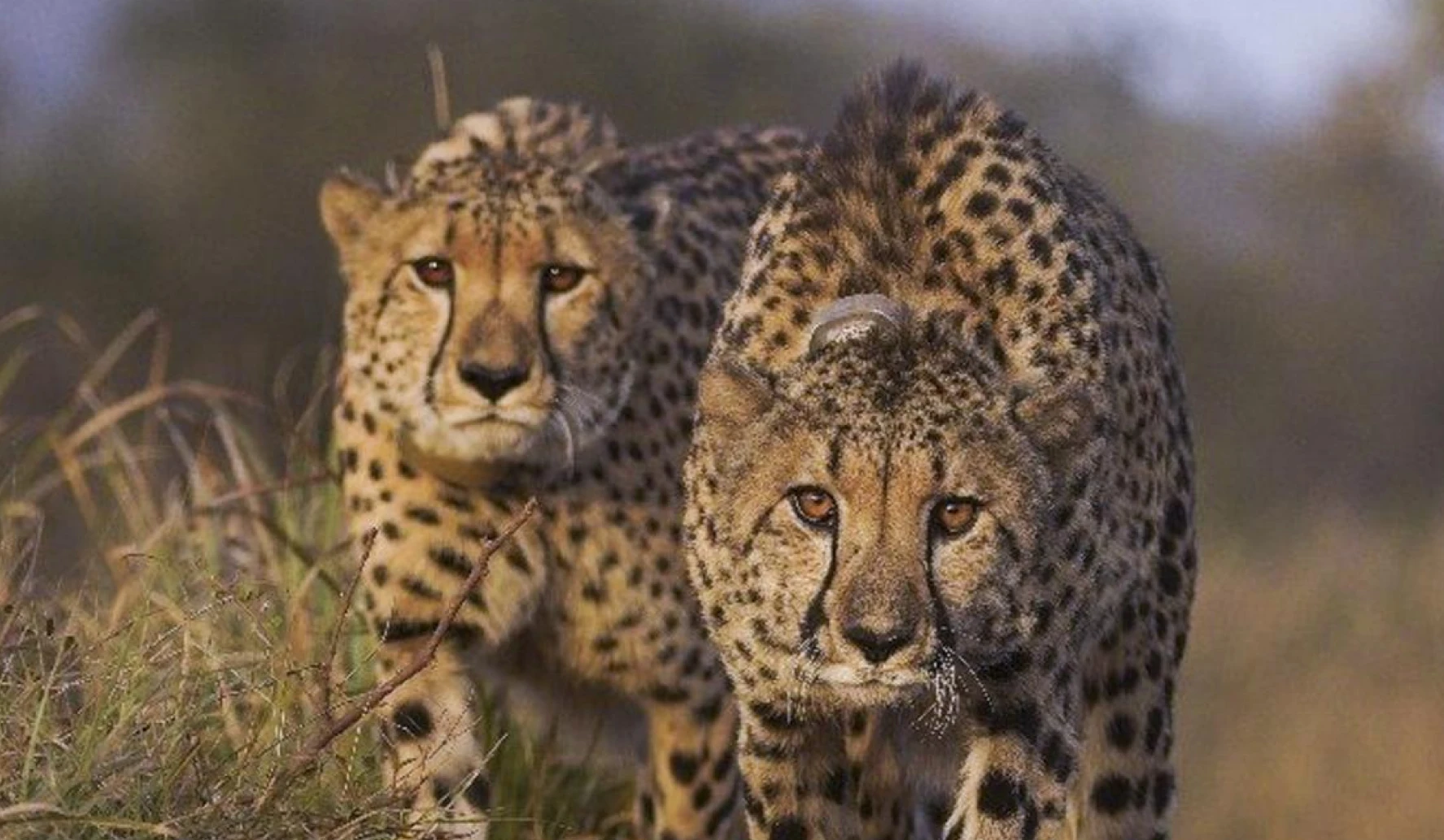 Gujarat’s Banni grasslands ready for translocation of cheetahs by year end