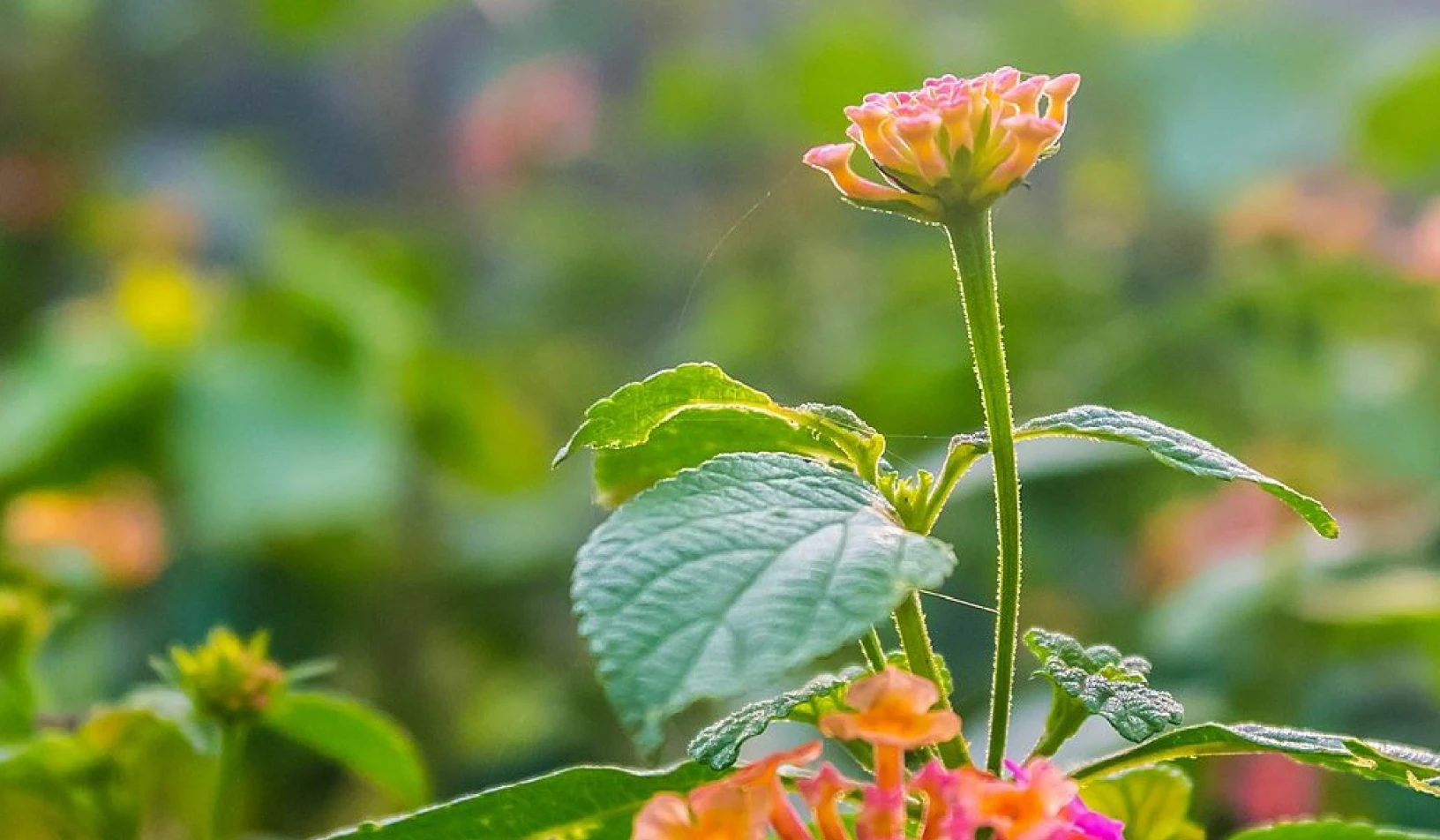 Plants emerged as the most economically impactful invasive species: Study