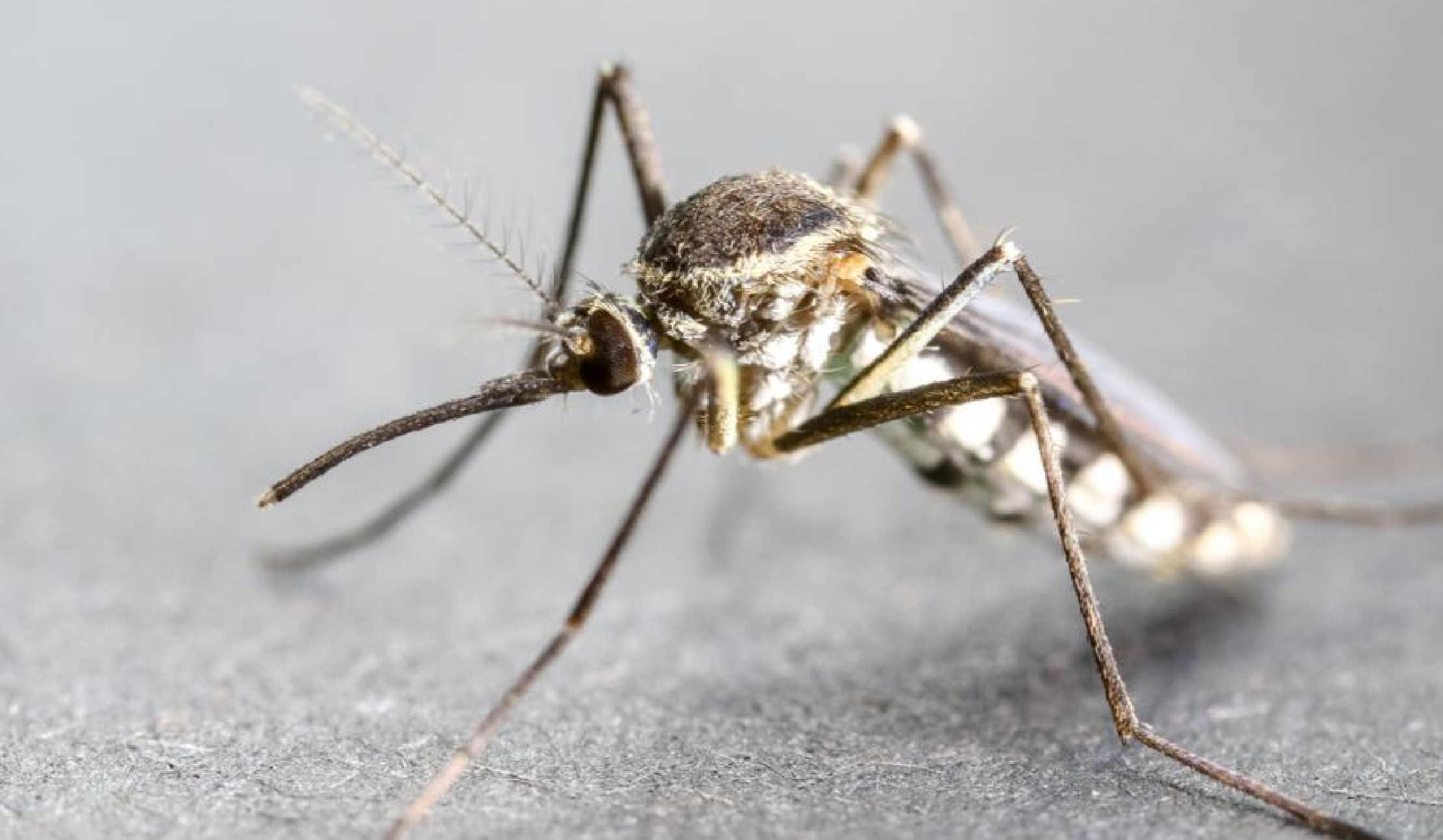 Djibouti releases Genetically Modified (GM) Mosquitoes to fight Malaria