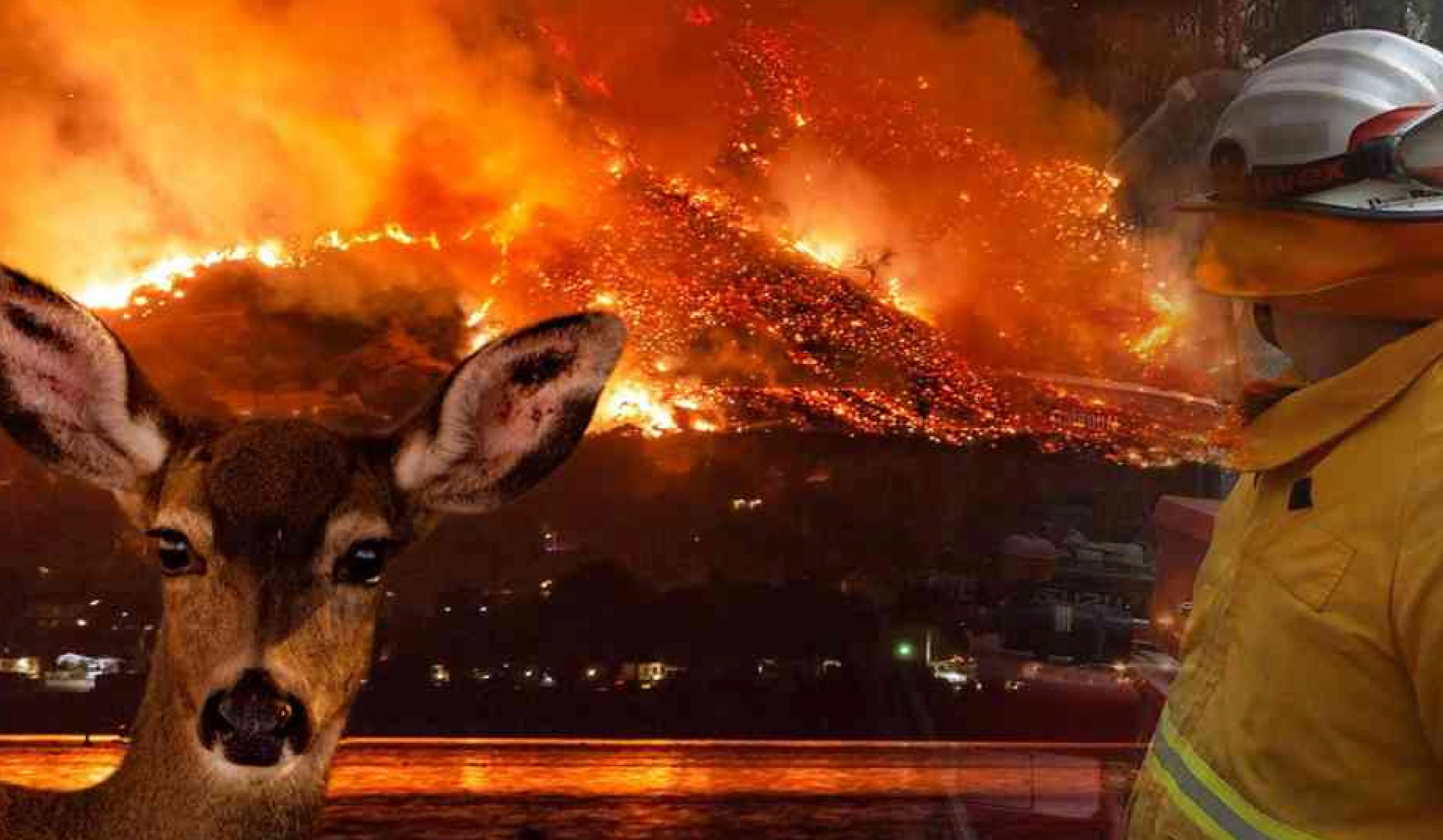 Wildfires as a Growing Disaster Risk