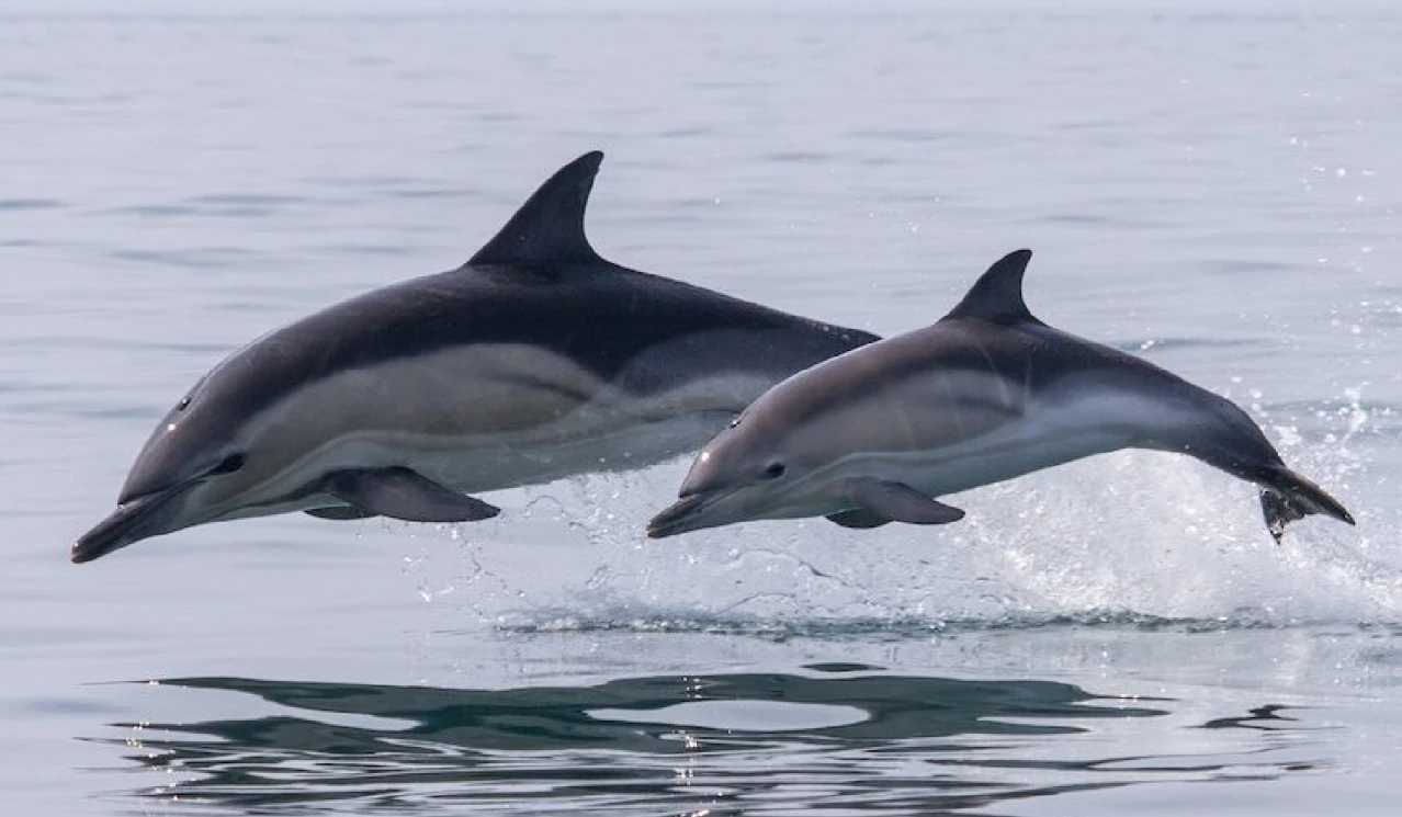 River Dolphins in India
