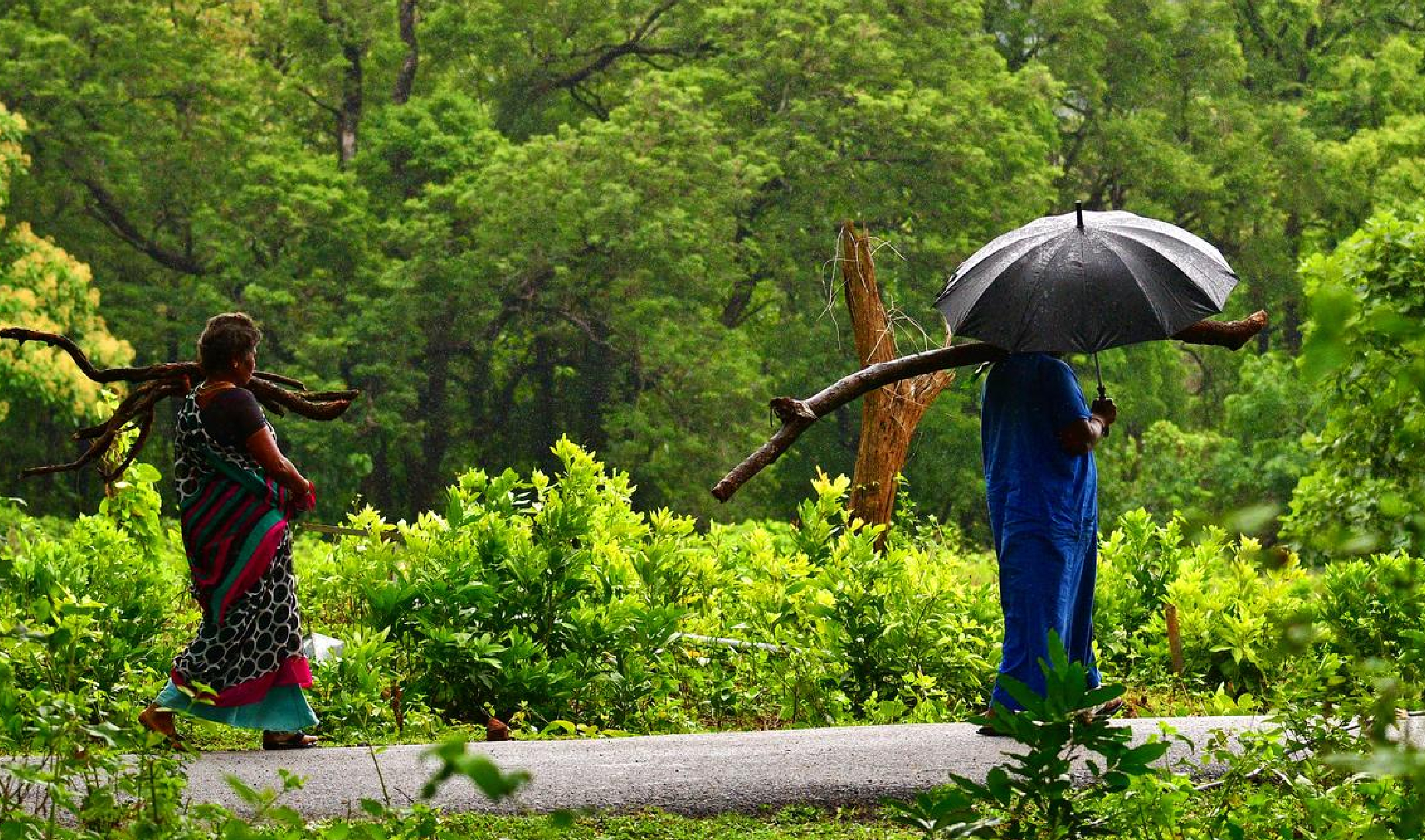 Impact of Political Representation on Forest Conservation: A study finds insights from the PESA Act