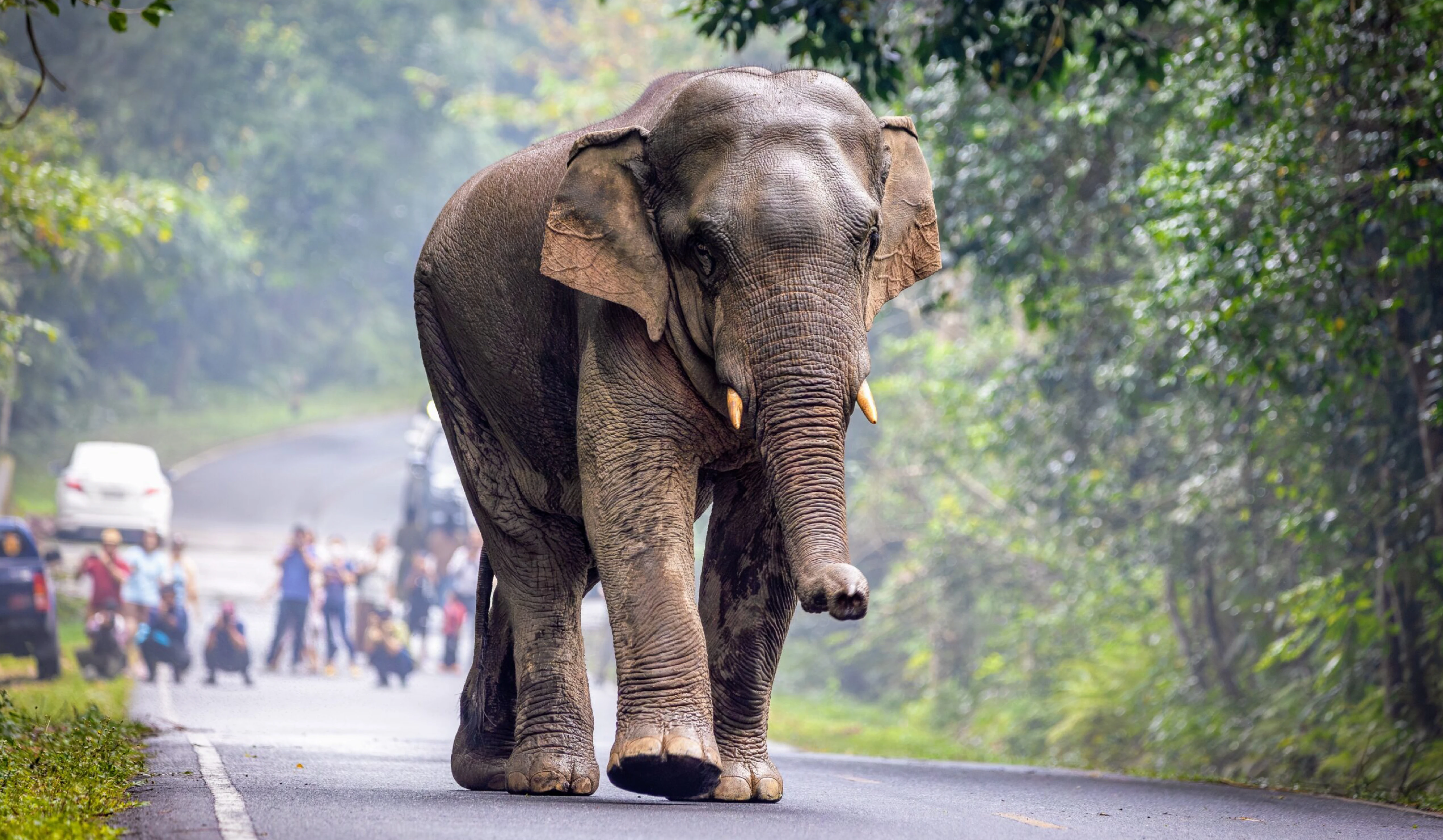 Human-Elephant Conflict