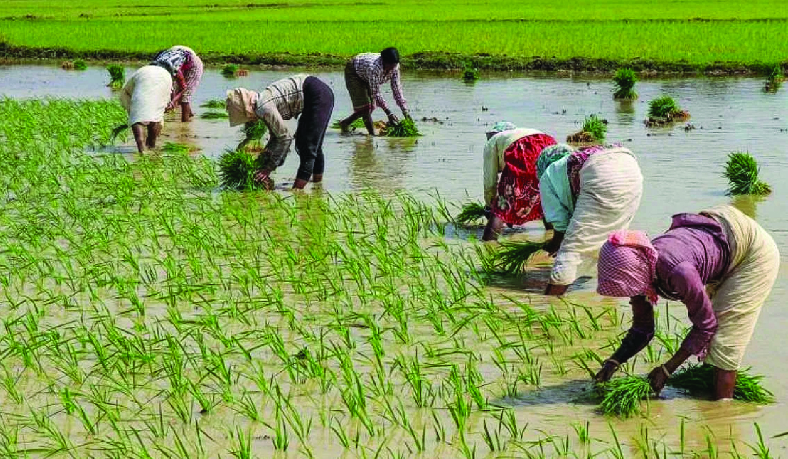 ‘Impact of Climate Change on Marginal Farmers’ Report by FEED