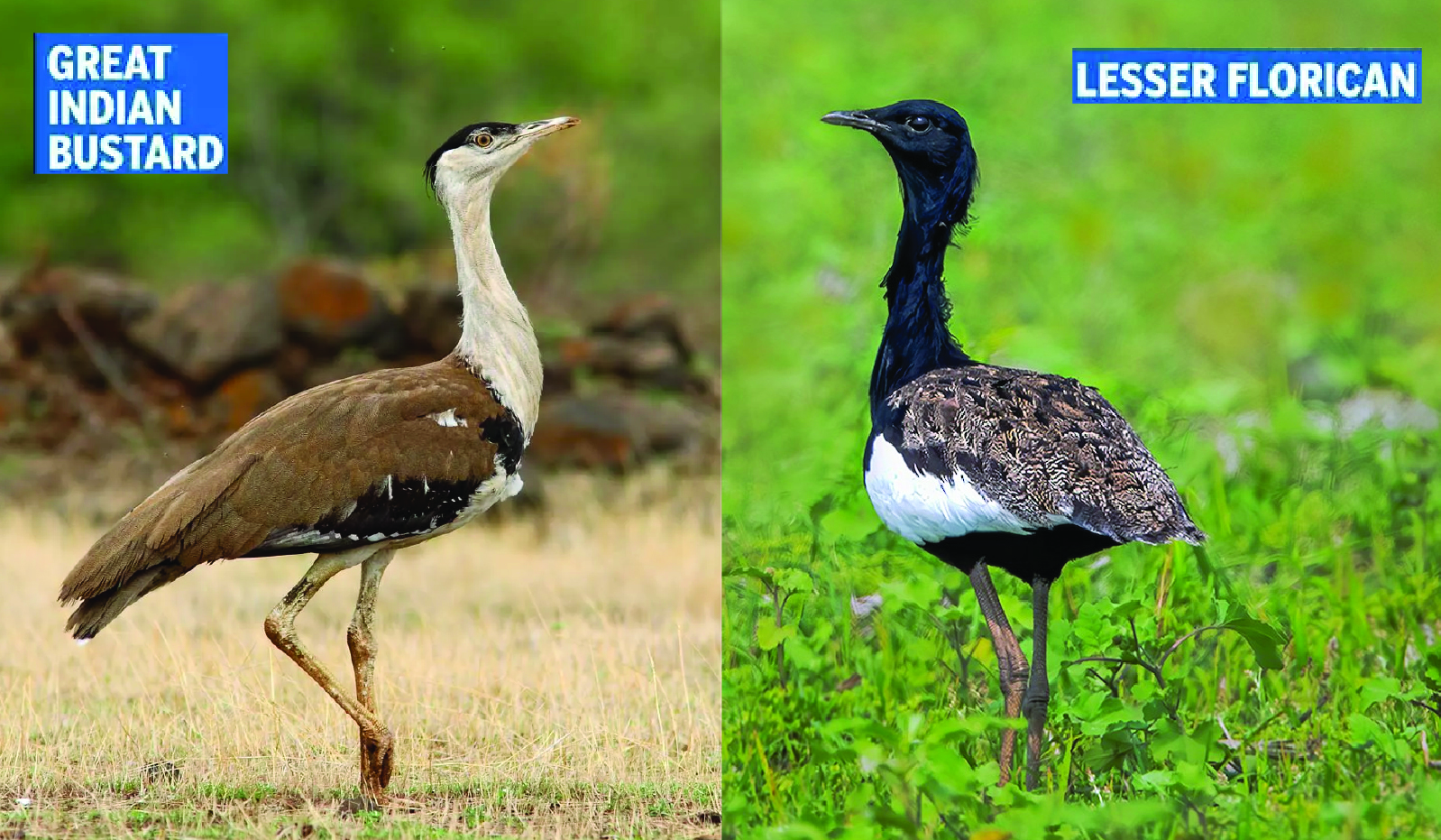 The Ministry of Environment (MoEFCC) approved funds for next phase of Bustard Recovery Program