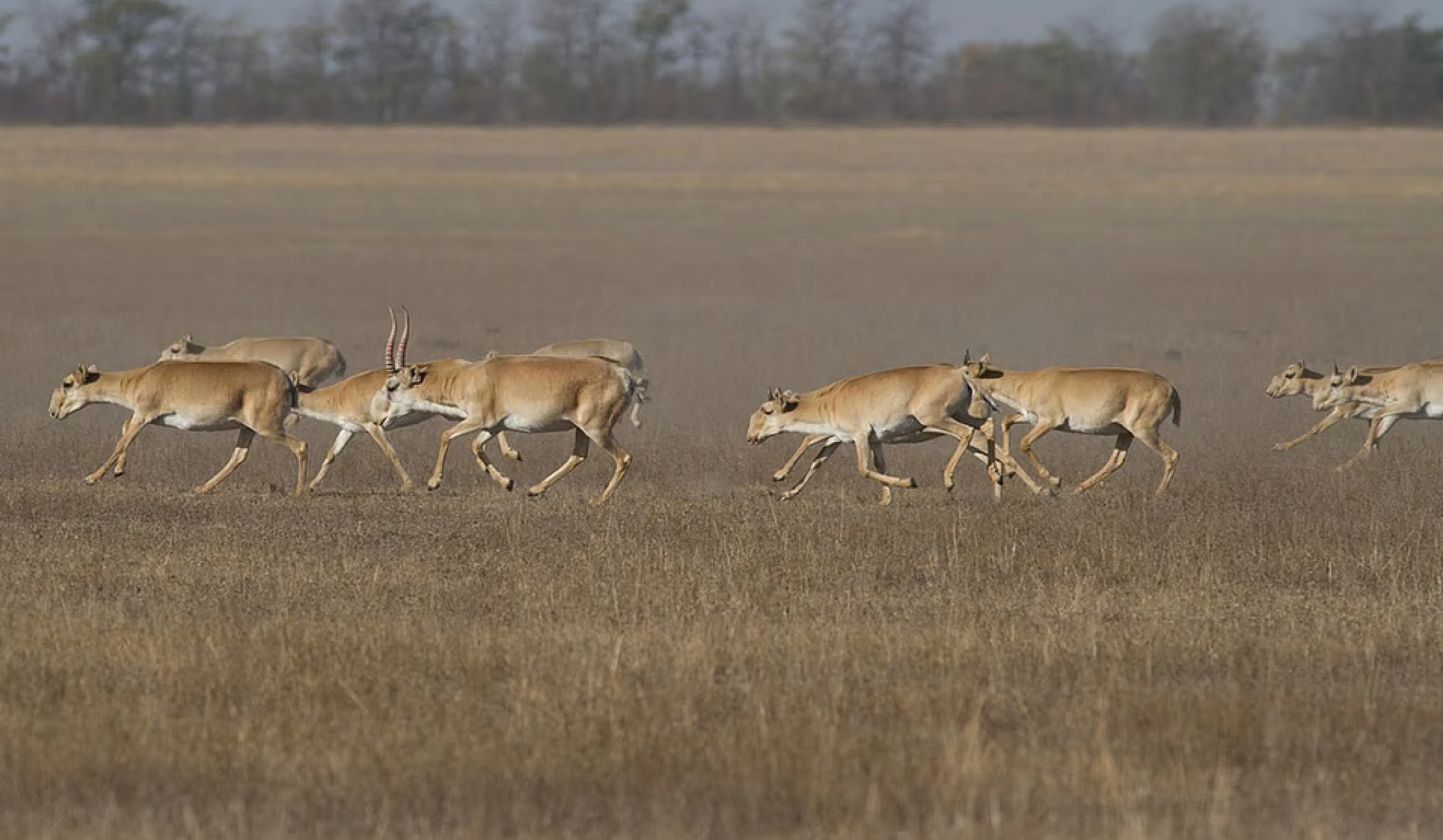  Initiative on Migratory Species 