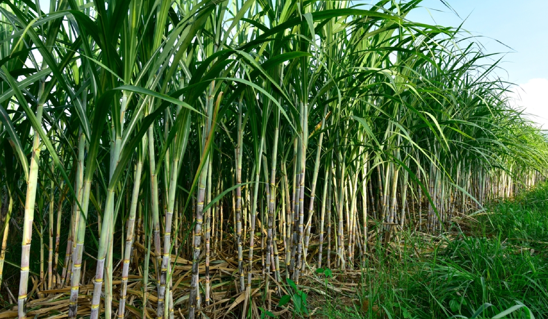 Strategic planting of ‘energy’ crops could mitigate biodiversity loss: Study