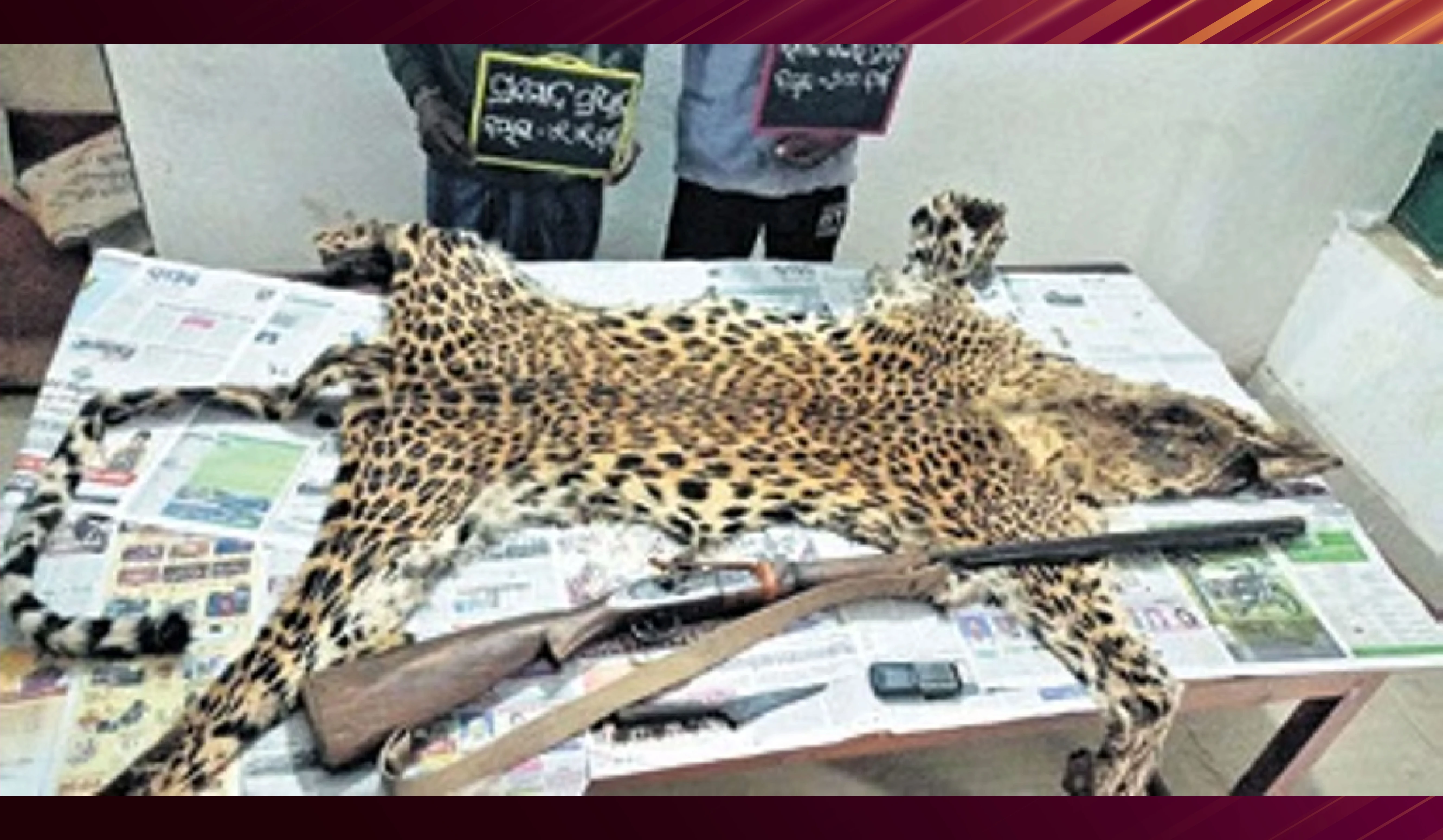 शहतूस ऊन और चीरू