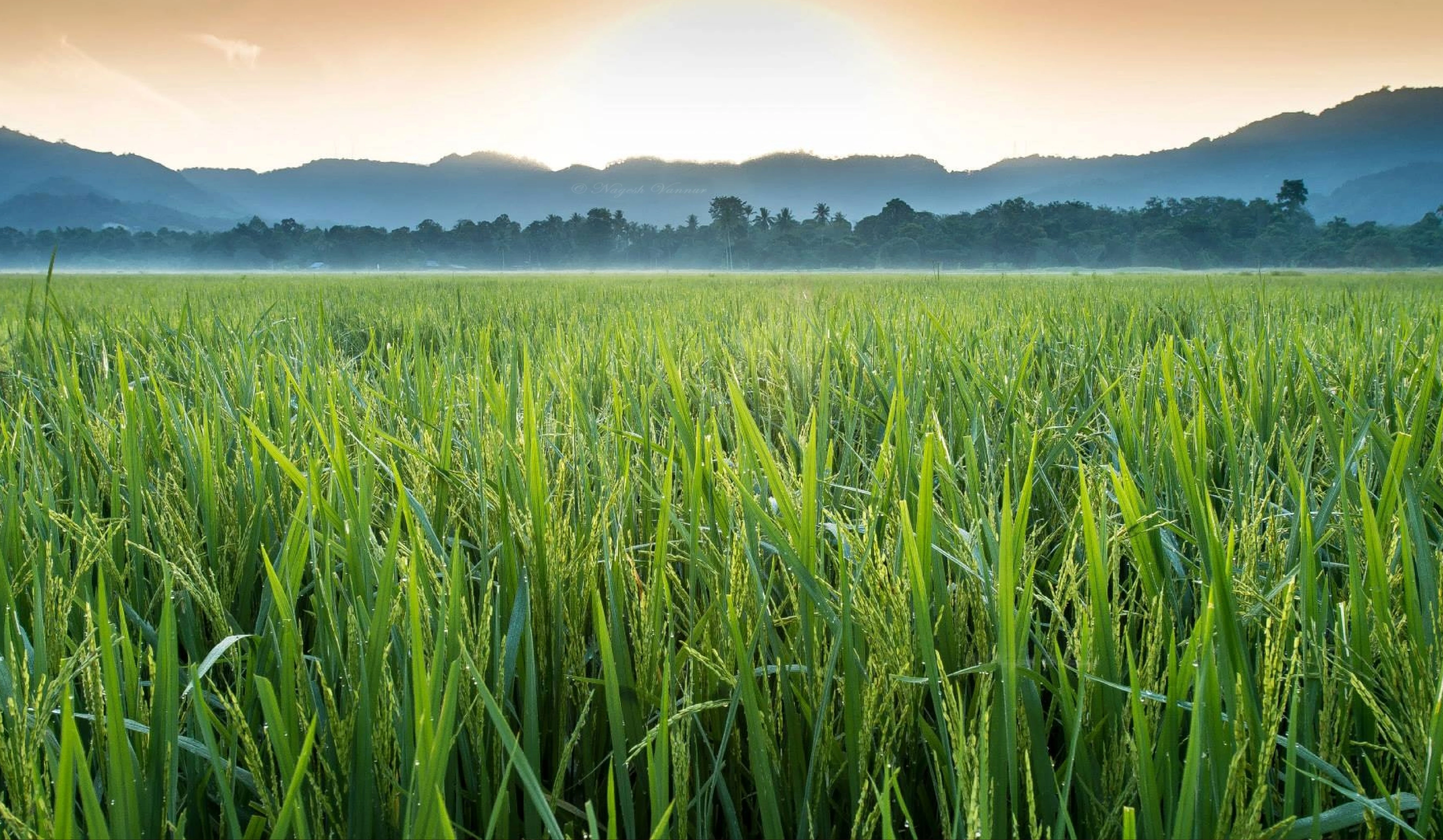 Locally-led Climate Adaptation in India