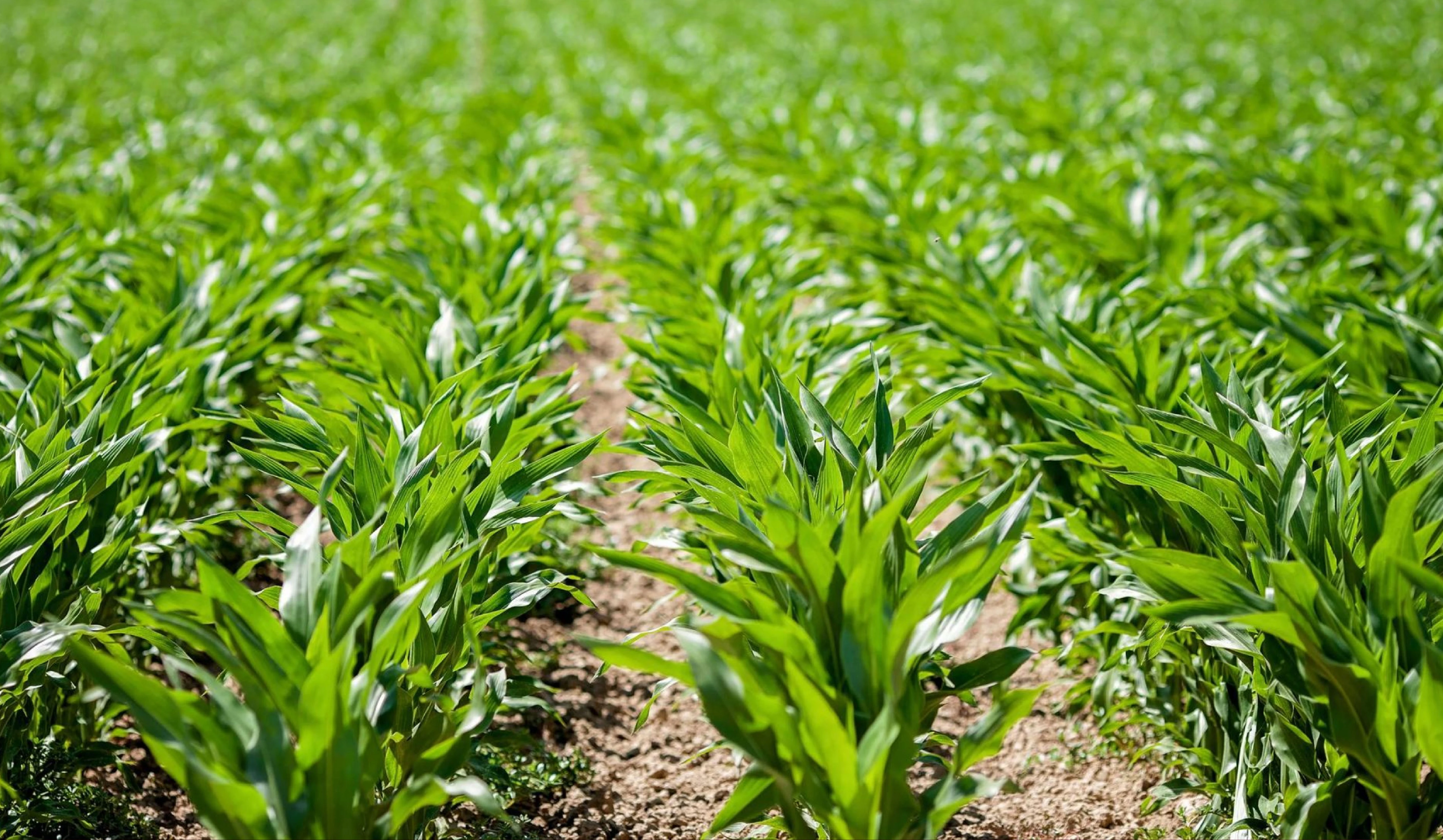 Grassroots Biodiversity Governance Project