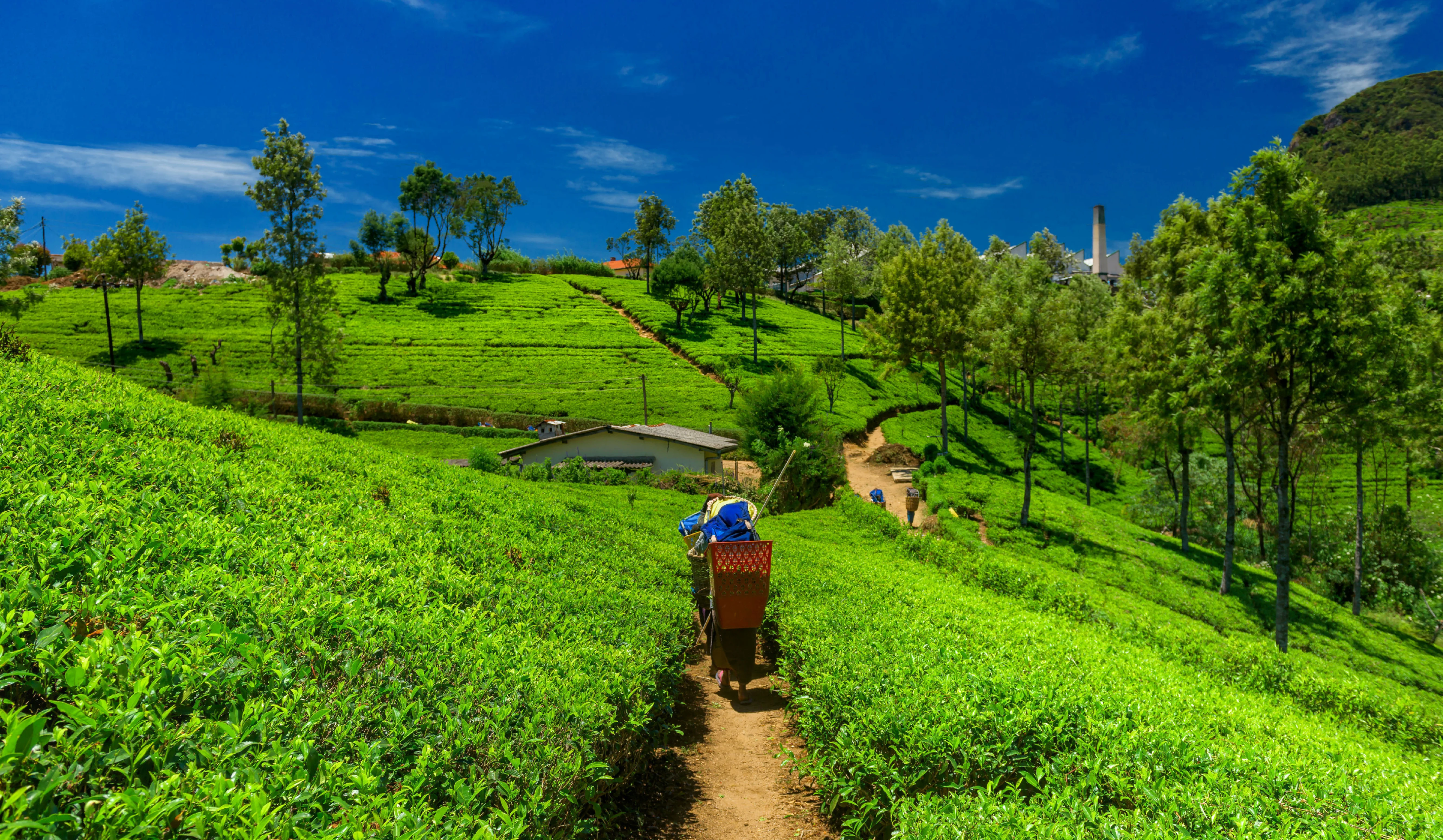 Sikkim’s Organic Farming Model 