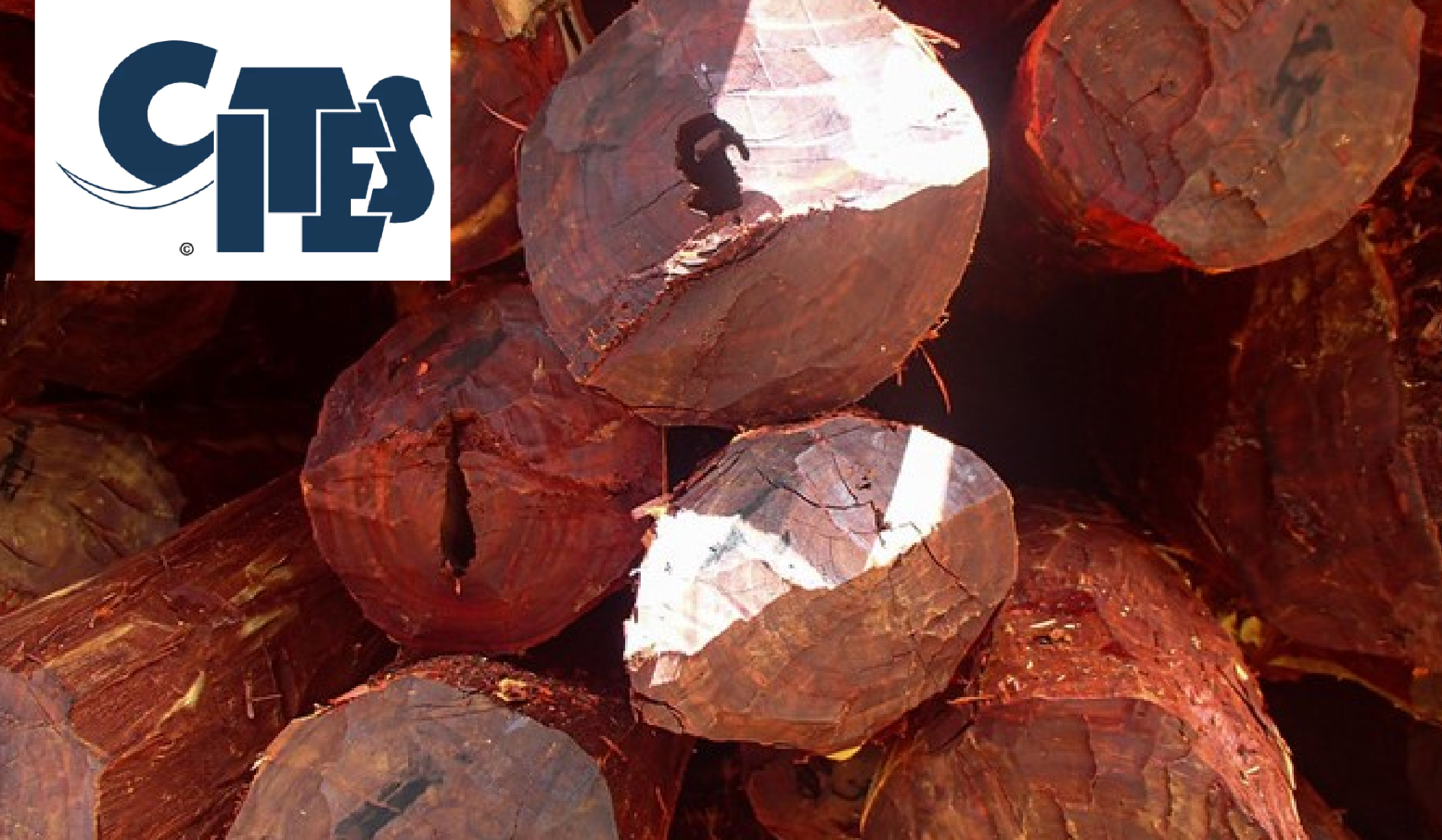 CITES launched “CITES Rosewoods: The Global Picture" Report 