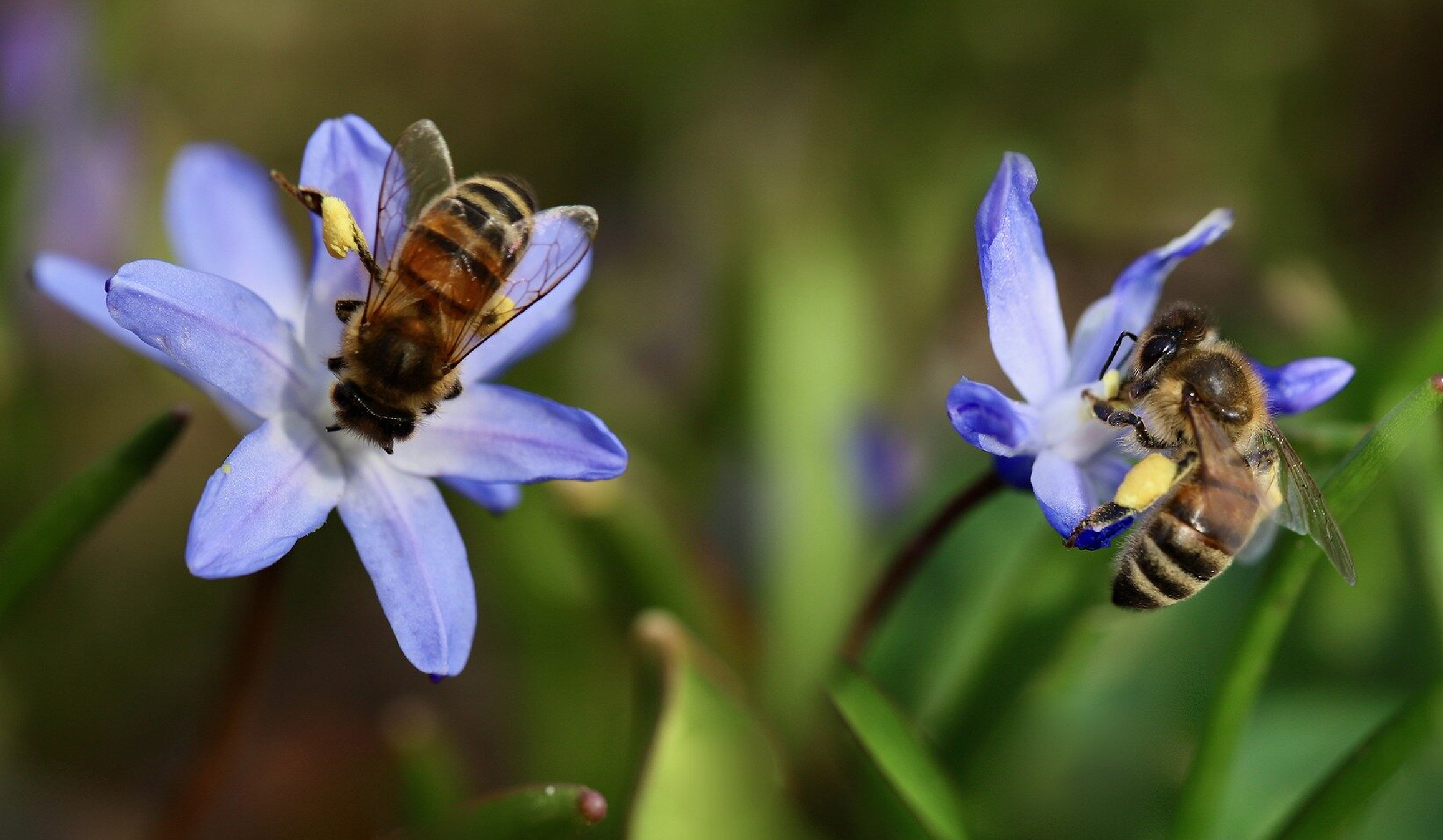 Air pollution harms pollinators more than pests, study finds