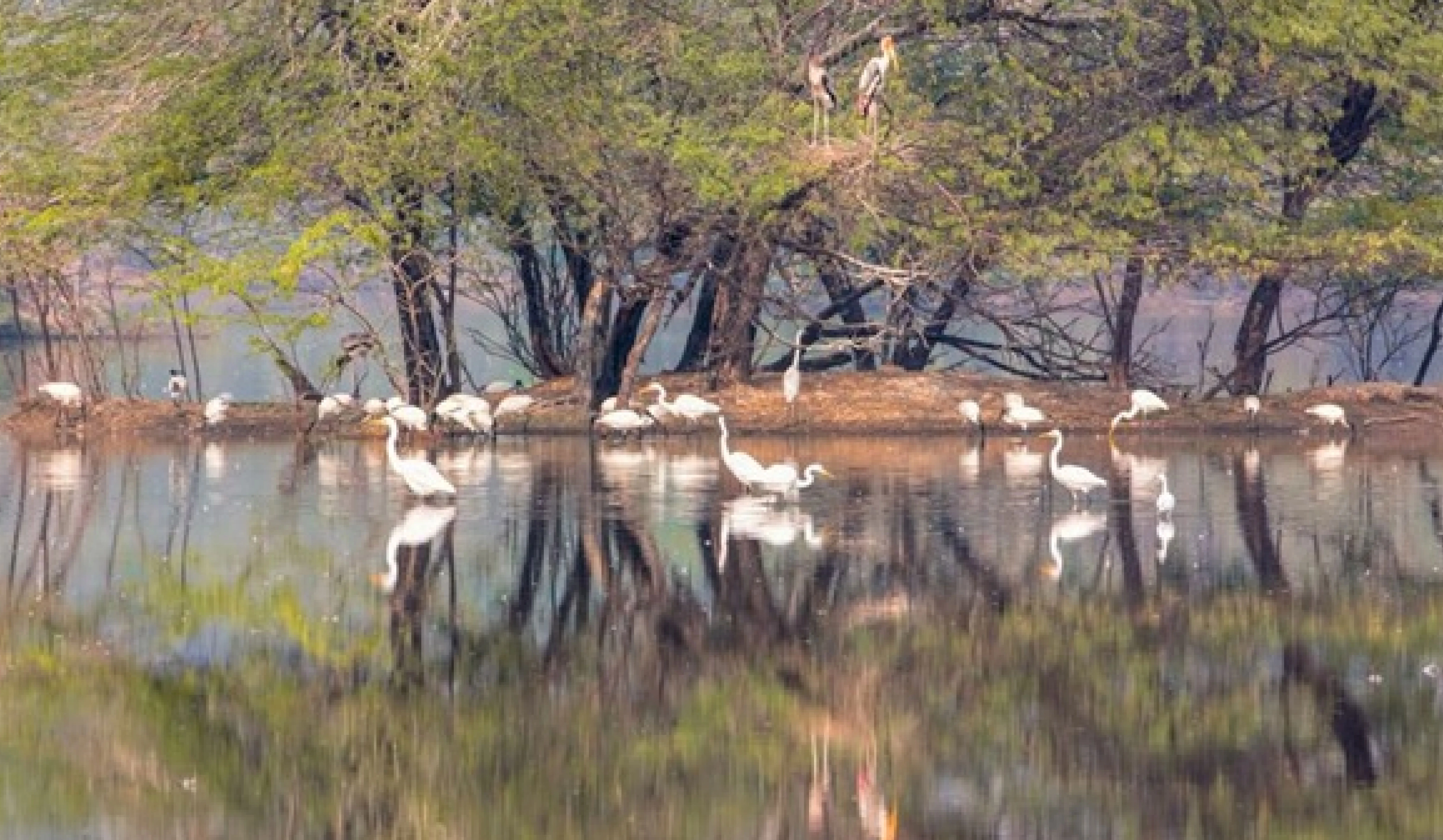 Jai Prakash Narayan Bird Sanctuary