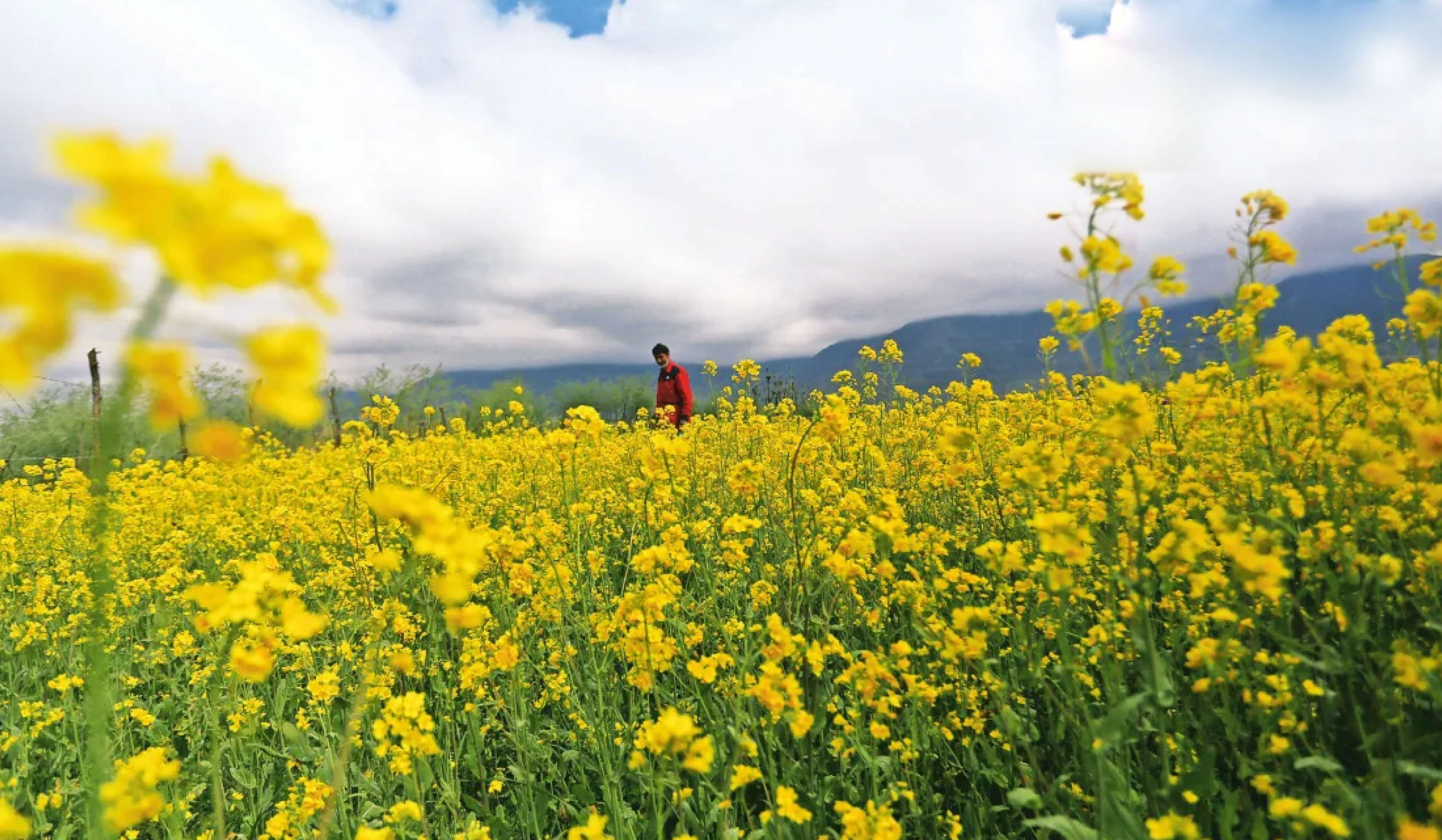 IMI-Resistant Mustard Hybrids 