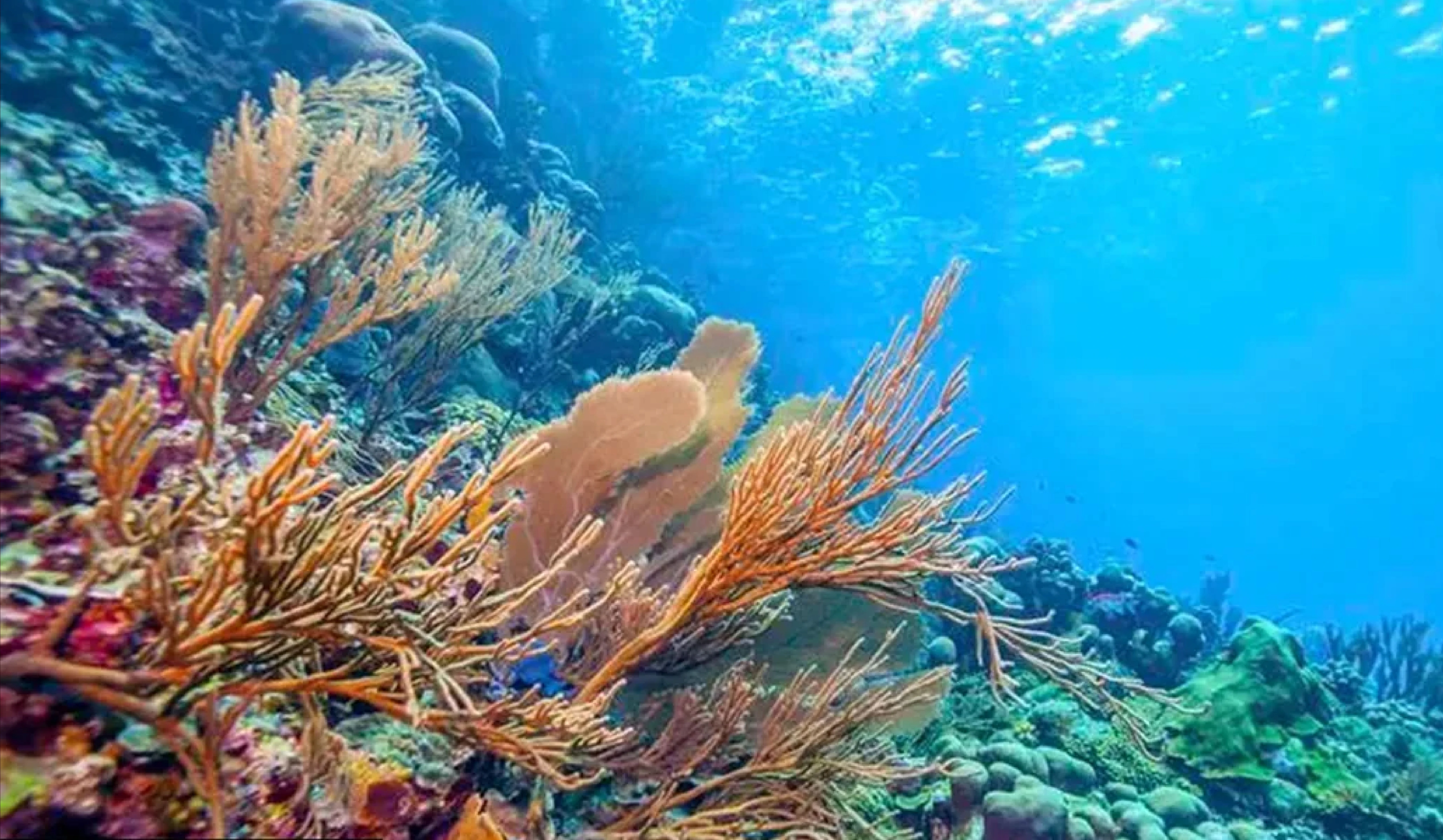 Coral Translocation in Great Nicobar