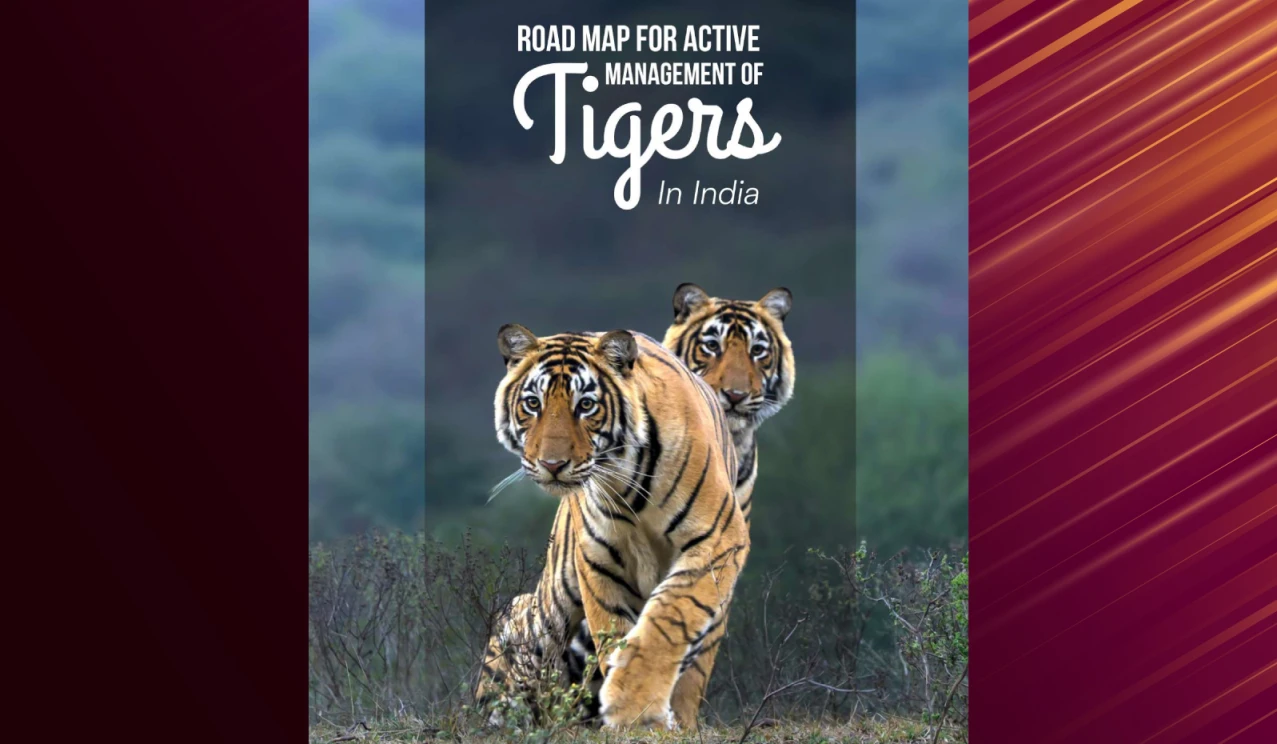 Road Map for Active Management of Tigers
