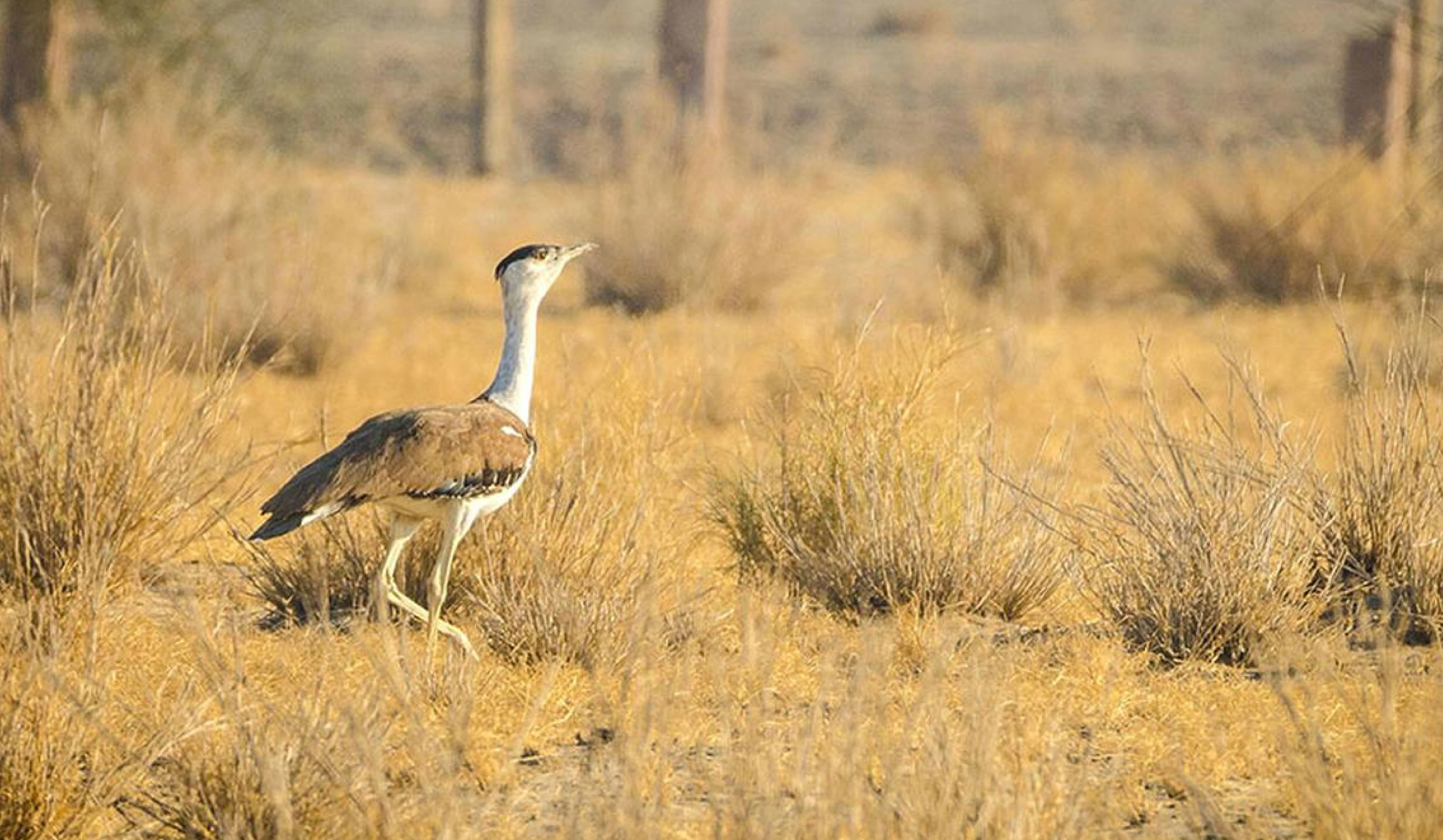 Status of Great Indian Bustard
