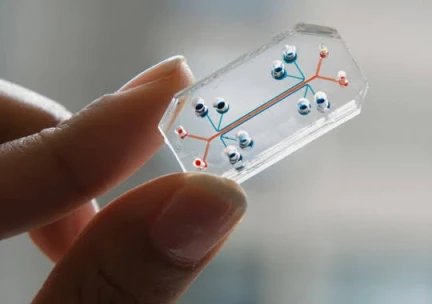 Non-Animal Testing Methods (NAMs)