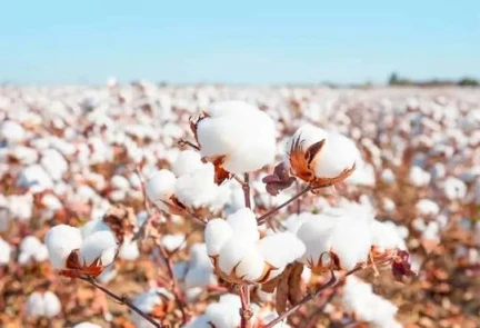 India’s Cotton Industry