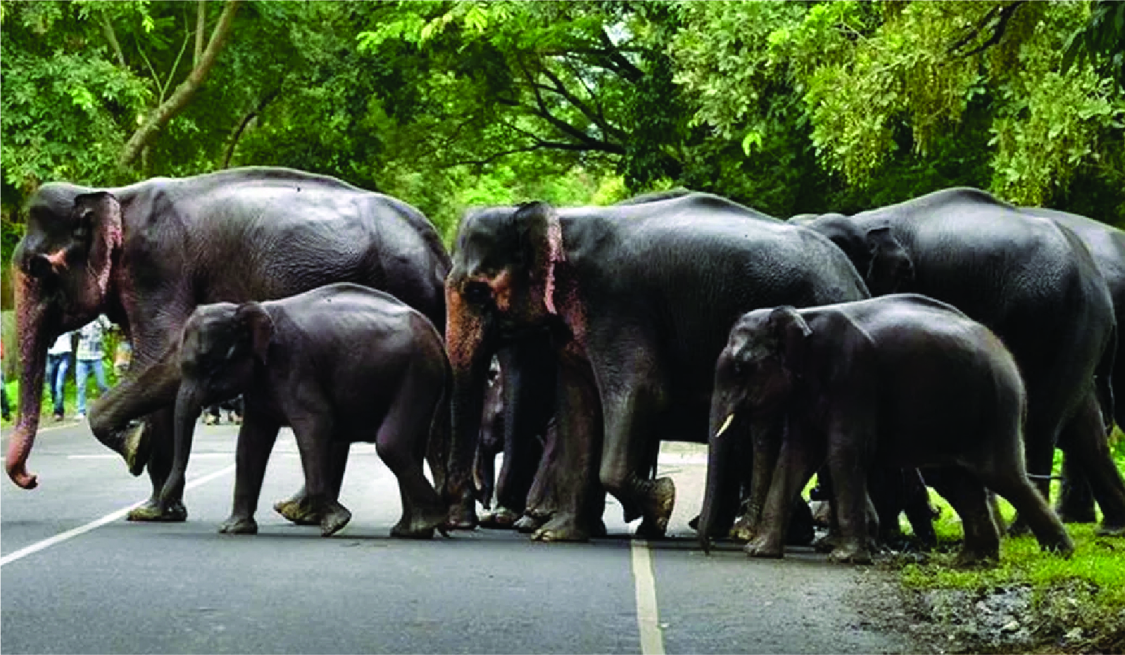 Kerala Forest and Wildlife Department released ‘Elephant Population Estimation in Kerala – 2024’ 