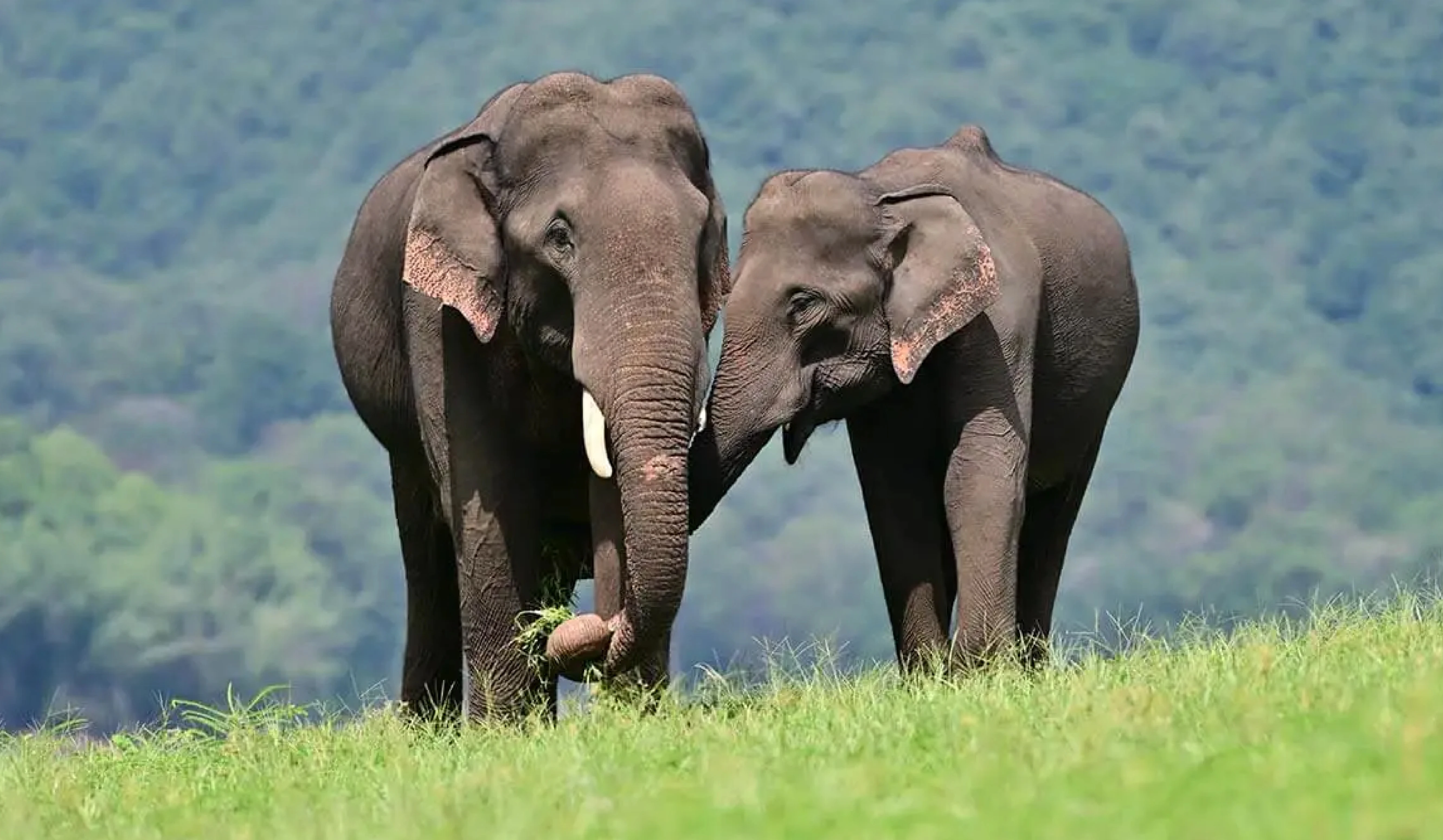Elephant Conservation in India