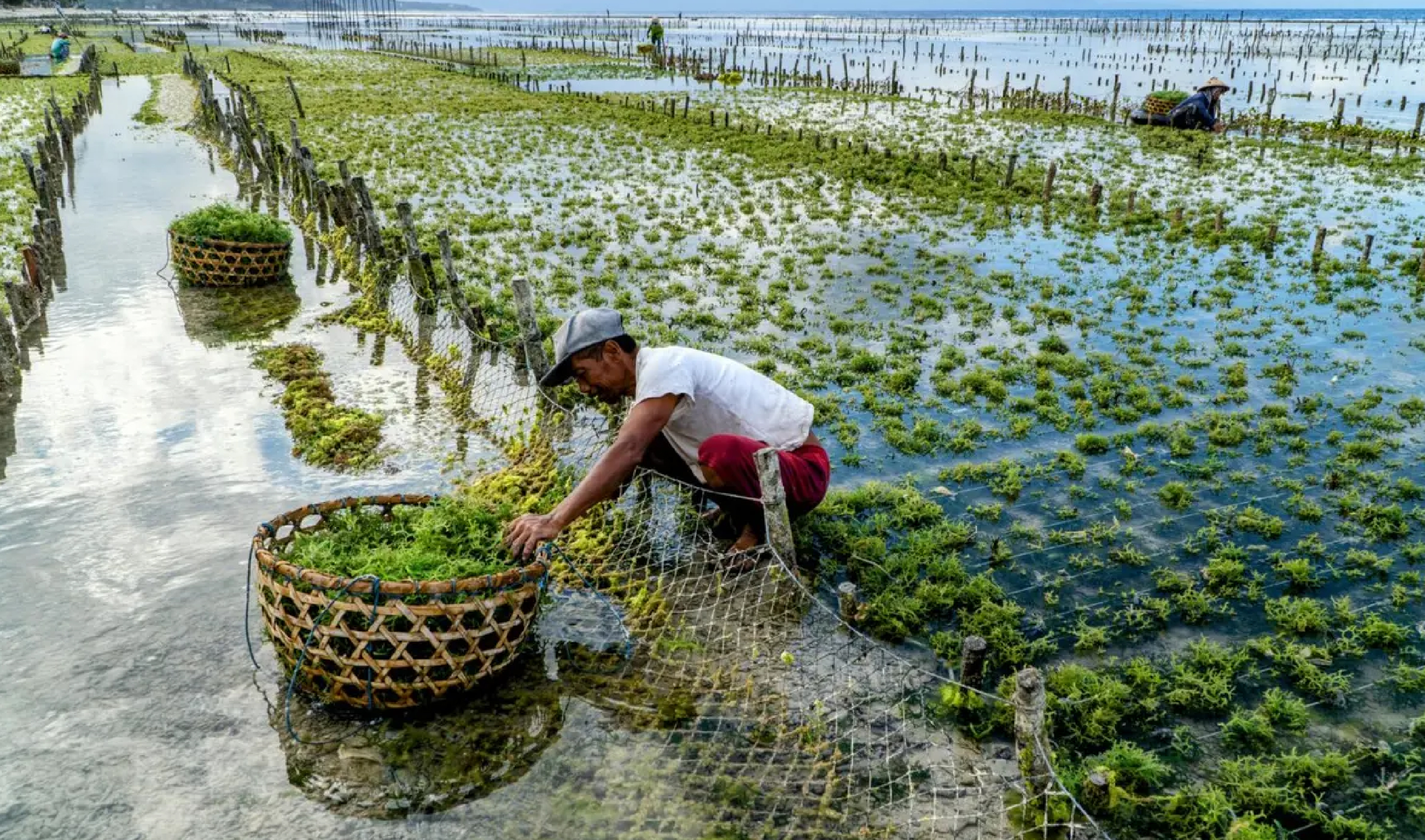 NITI Aayog publishes a report titled “Strategy for the development of Seaweed Value Chain”