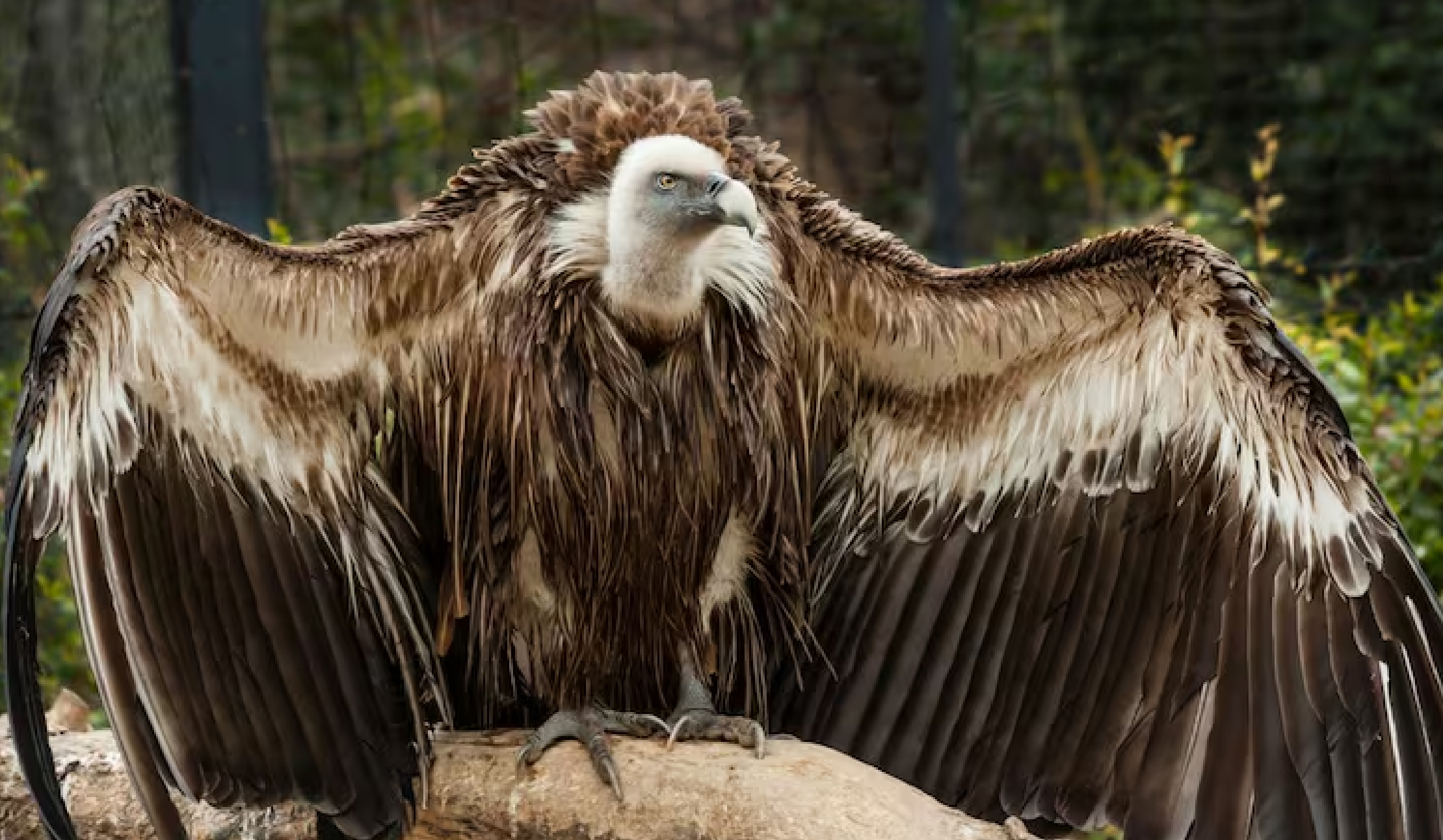 Premature Human Deaths linked to declining Vulture Population 