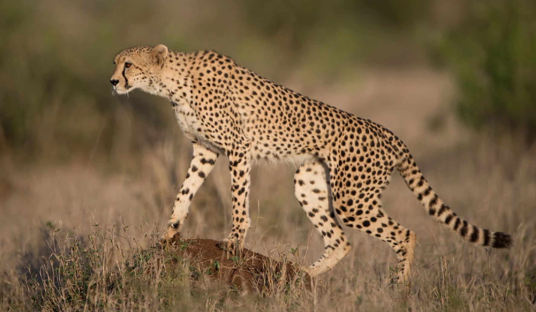 Death of Namibian cheetah at Kuno National Park (KNP) in MP