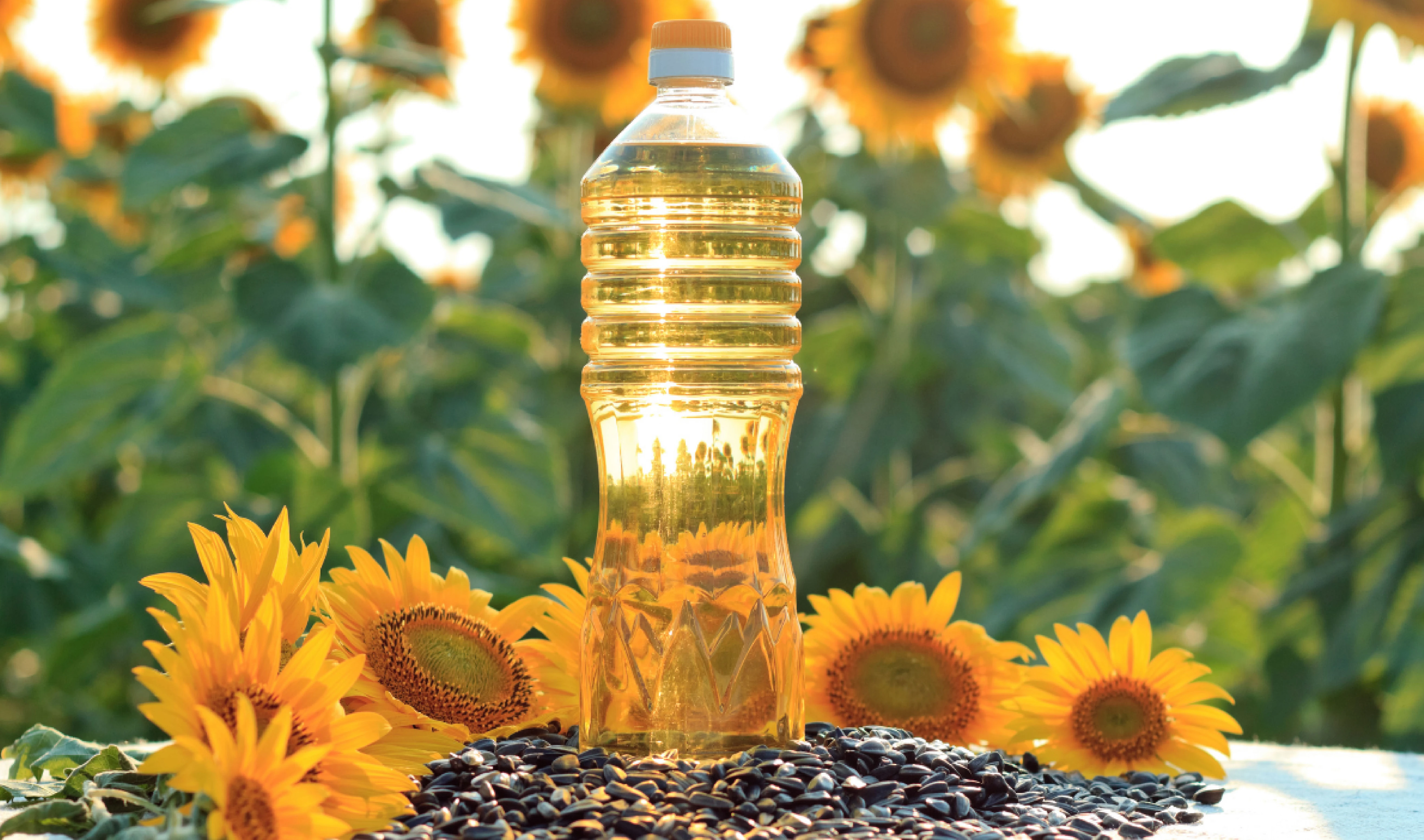 Cabinet Approves National Mission on Edible Oils – Oilseeds (NMEO-Oilseeds) 