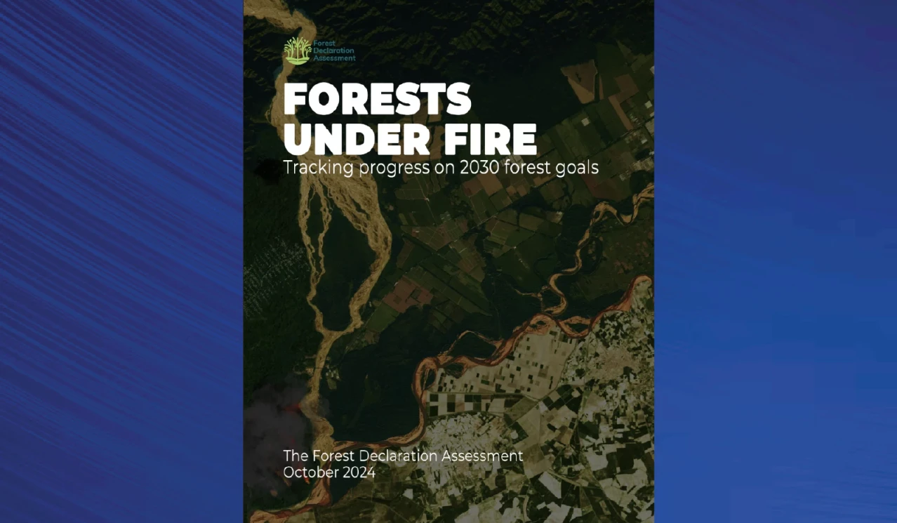 ‘2024 Forest Declaration Assessment: Forests under fire’ Report Released