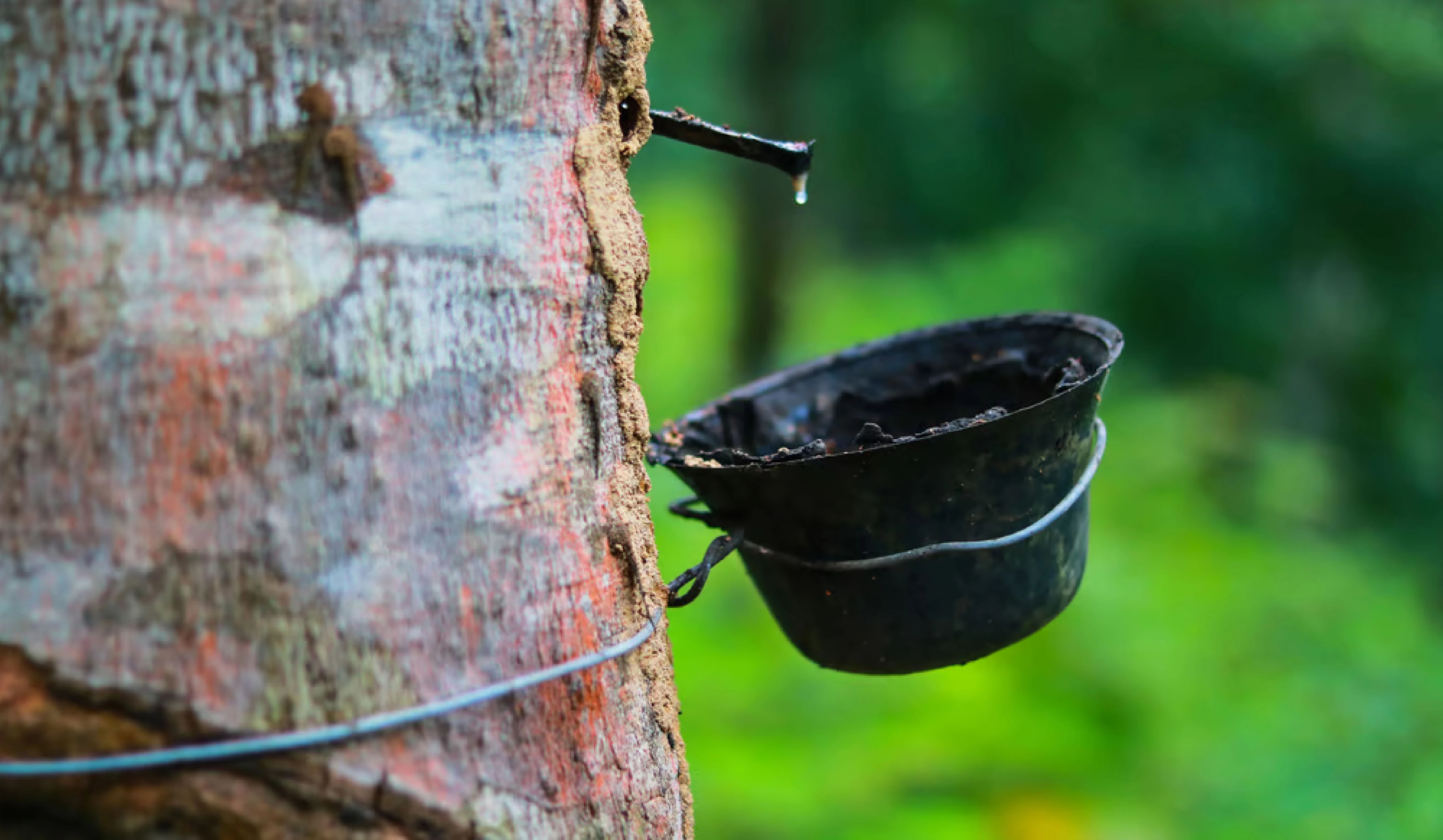 Study highlights detrimental effect of rainforest conversion to rubber plantation on Soil-Dissolved Organic Carbon (DOC)