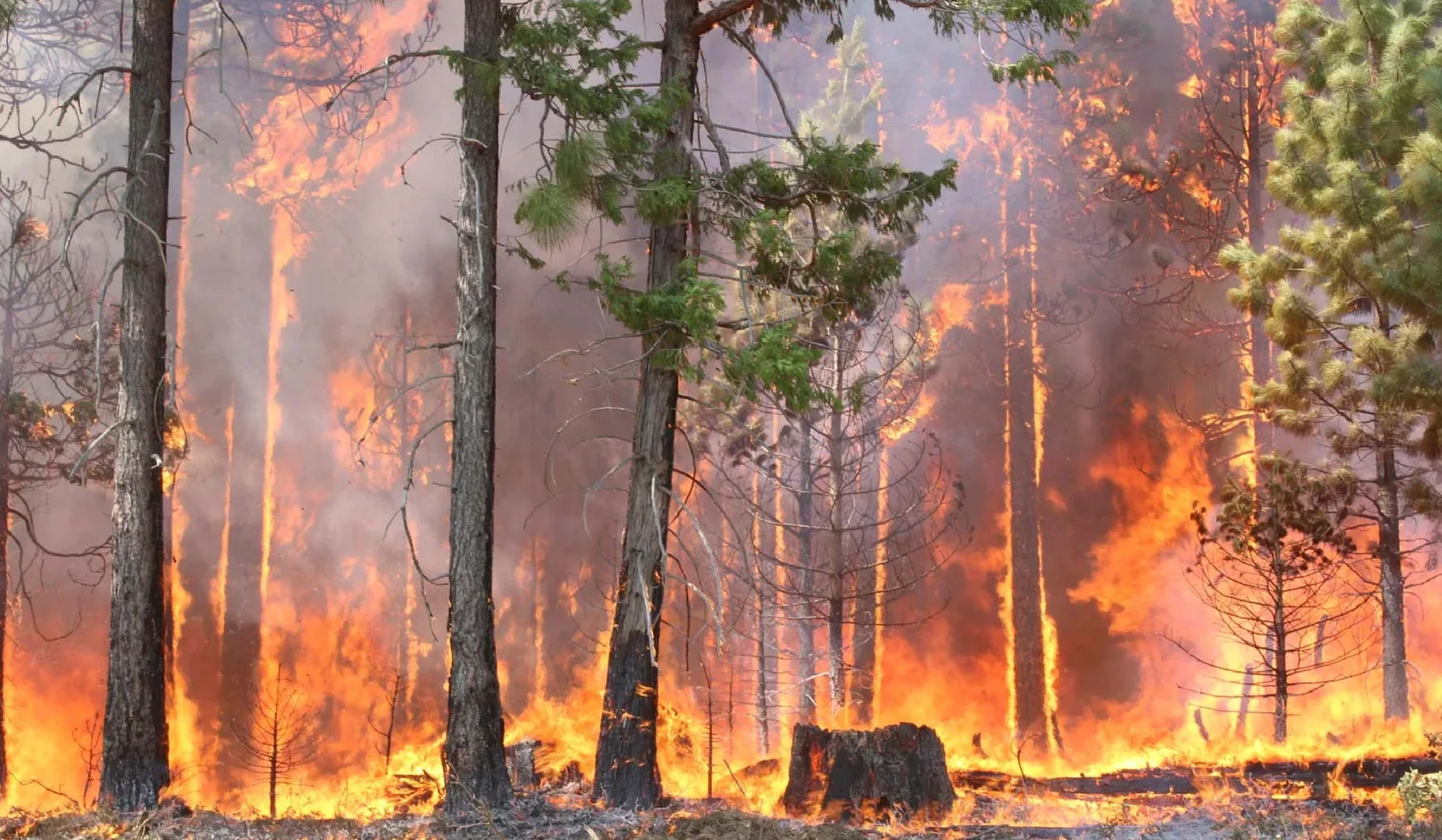 Forest fires Hotspot down in 2023-24 from 2021-22: India State of Forest Report 2023