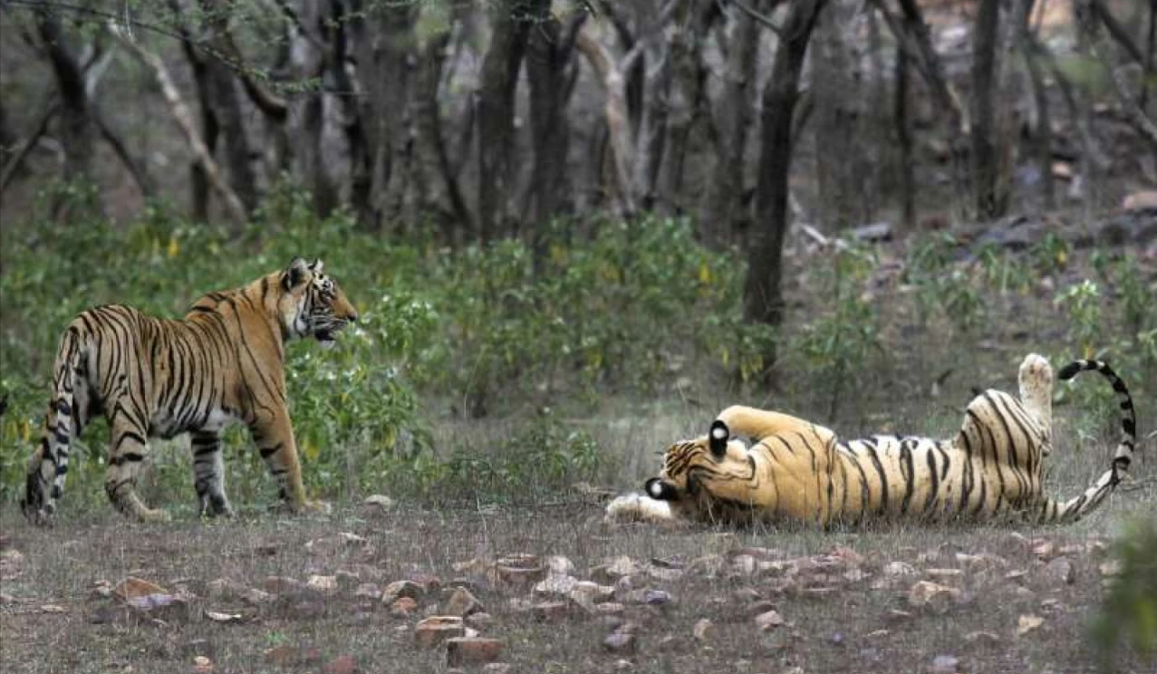 Study attributes India's Remarkable Tiger Recovery to Key Conservation Factors