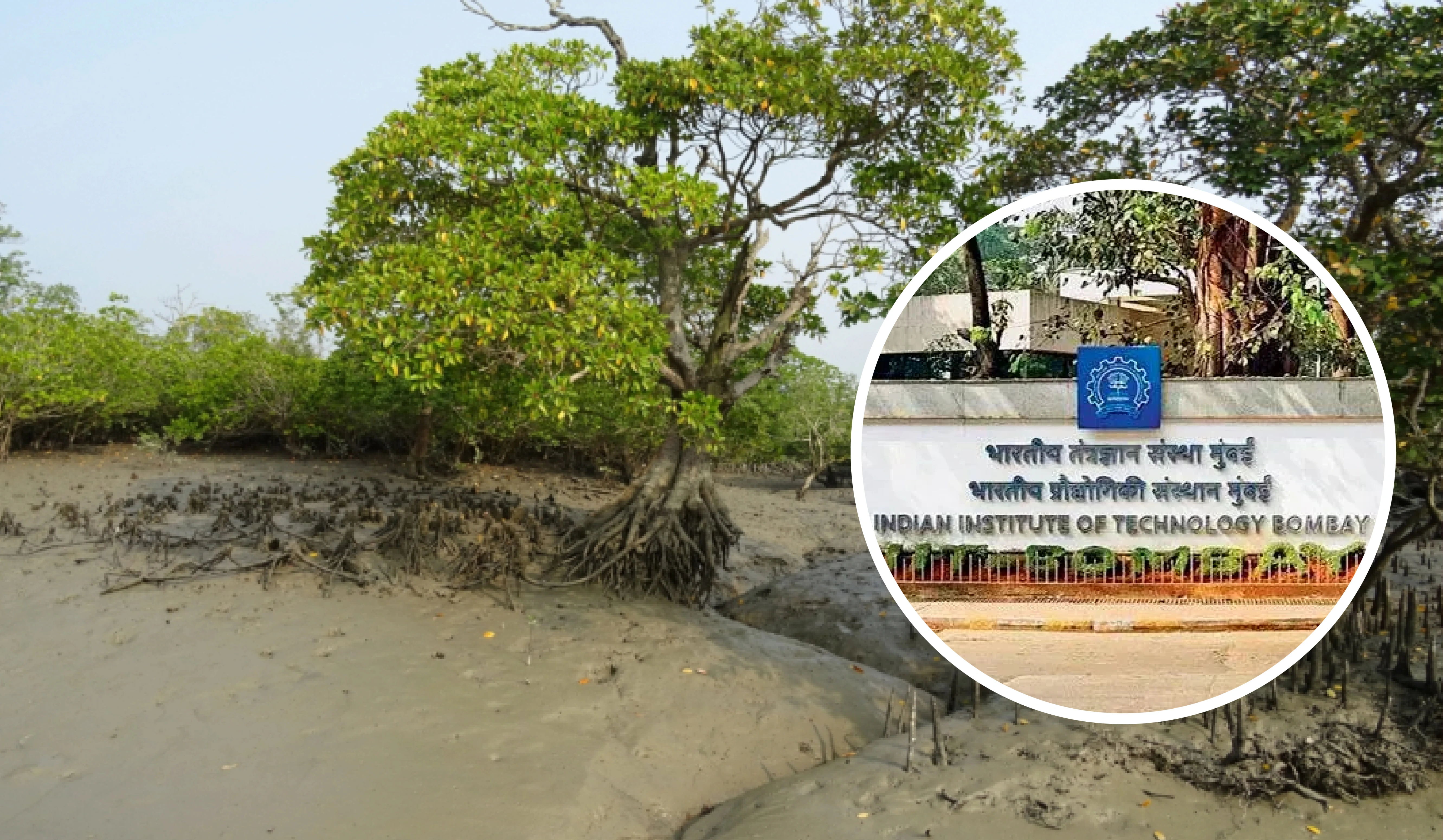 IIT Bombay study highlights role of mangroves in mitigating Tsunami and Coastal Flood Impacts