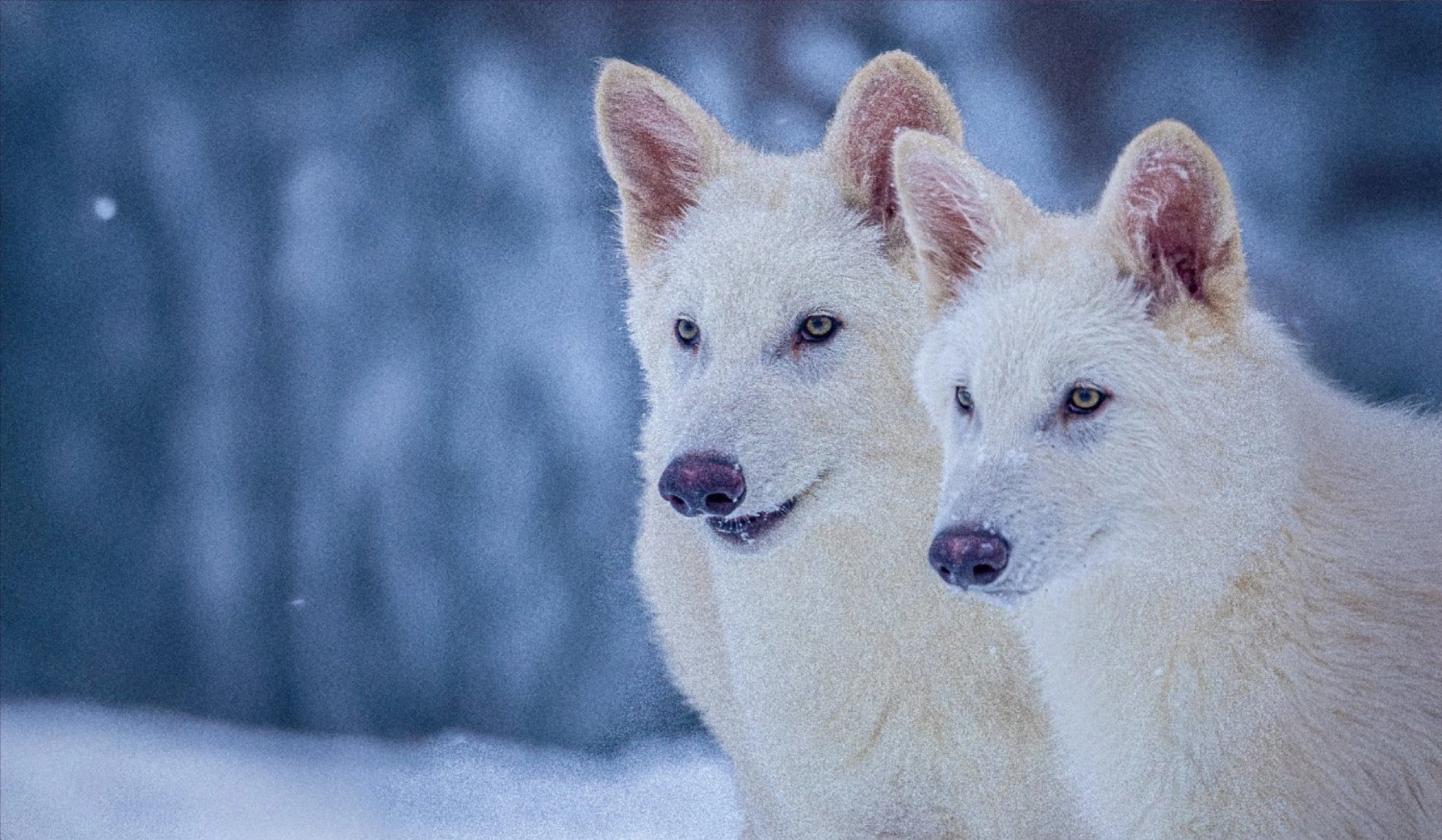 First successful De-extinction of Dire Wolfs executed 