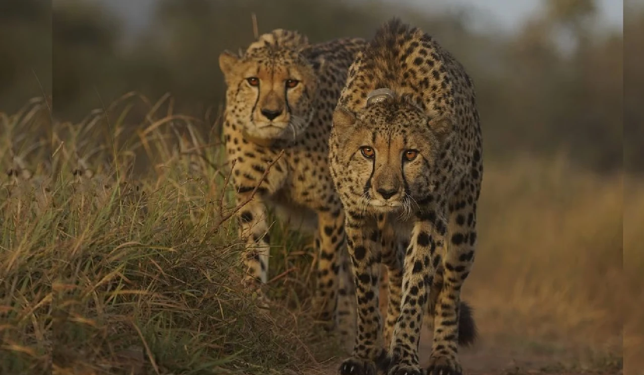 Two South African cheetahs released in Gandhi Sagar Sanctuary