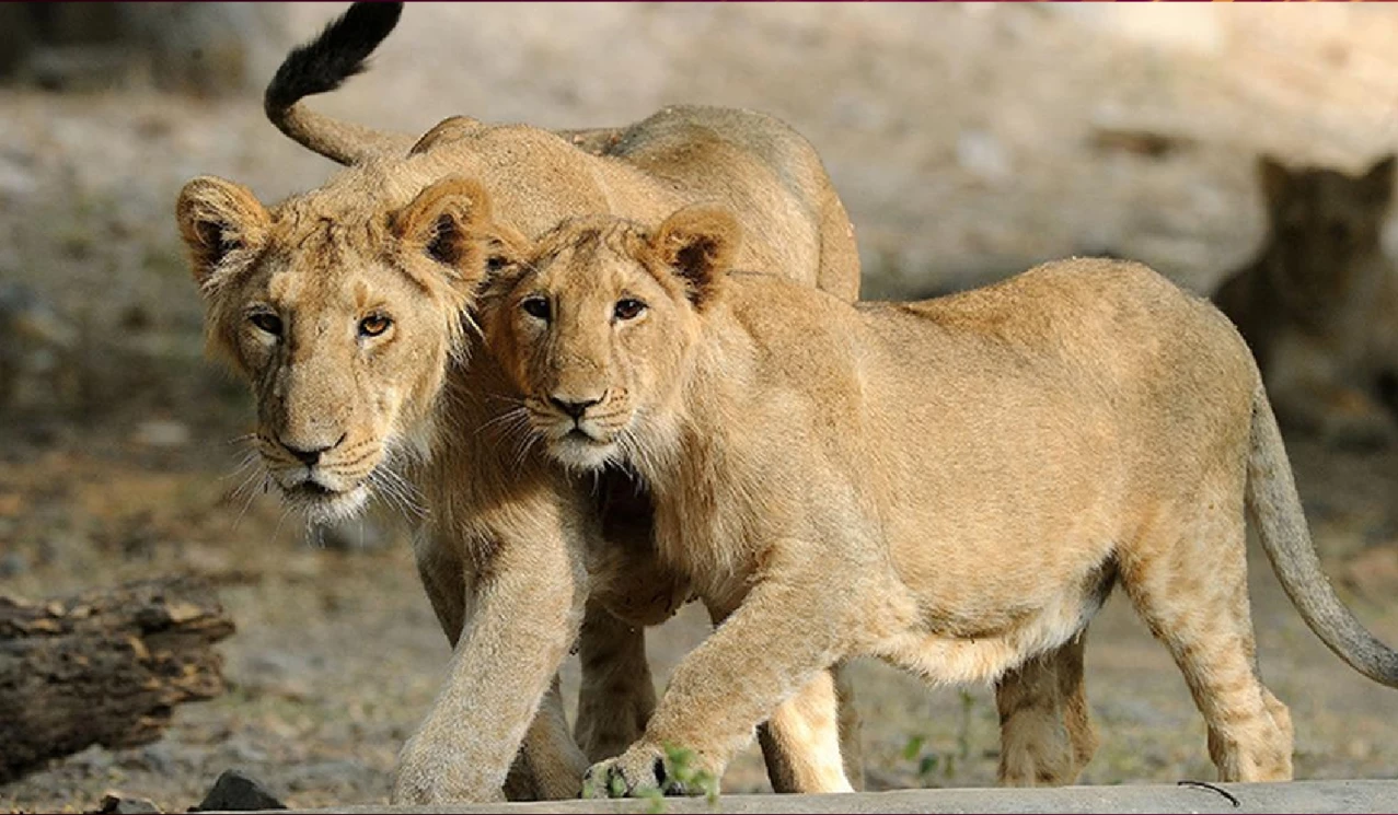 Project Lion and IUCN Green Status of Species