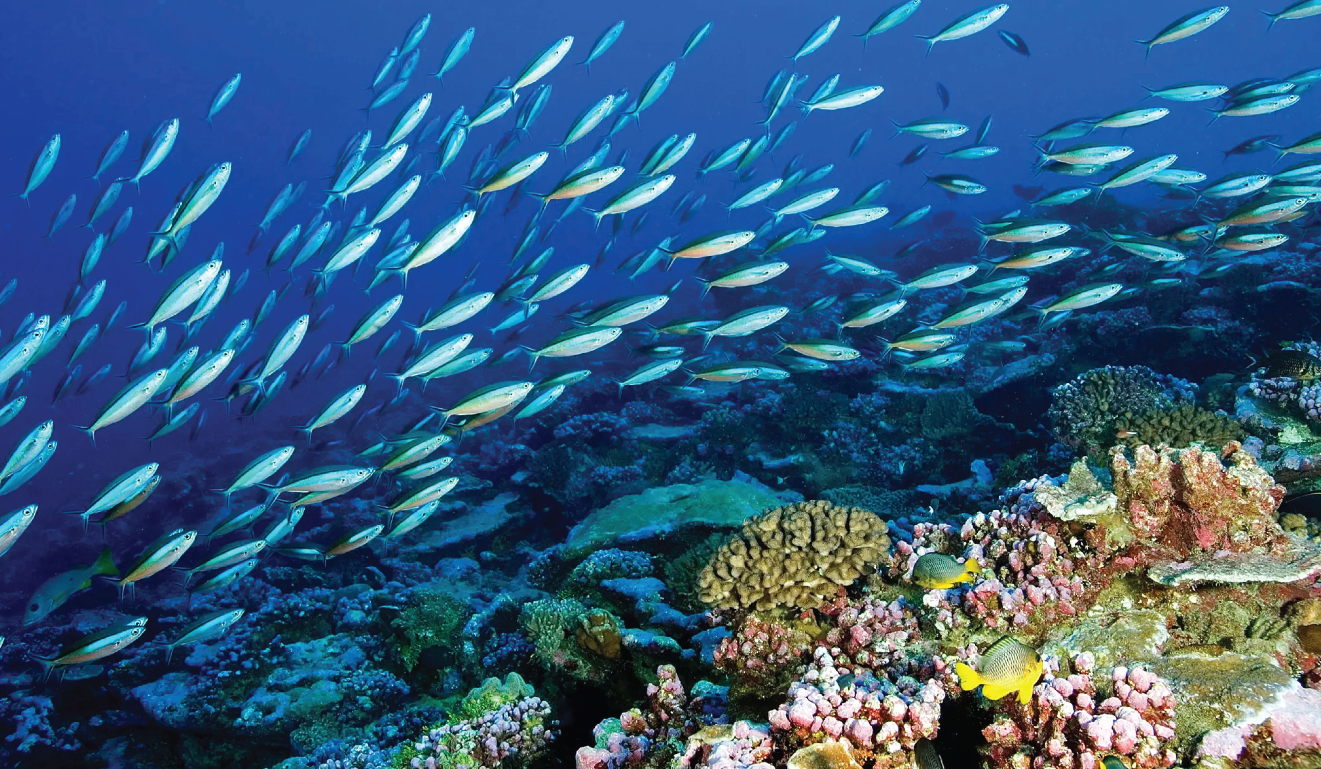 Climate Change induced Monsoon variability threatens Bay of Bengal’s marine life: Study