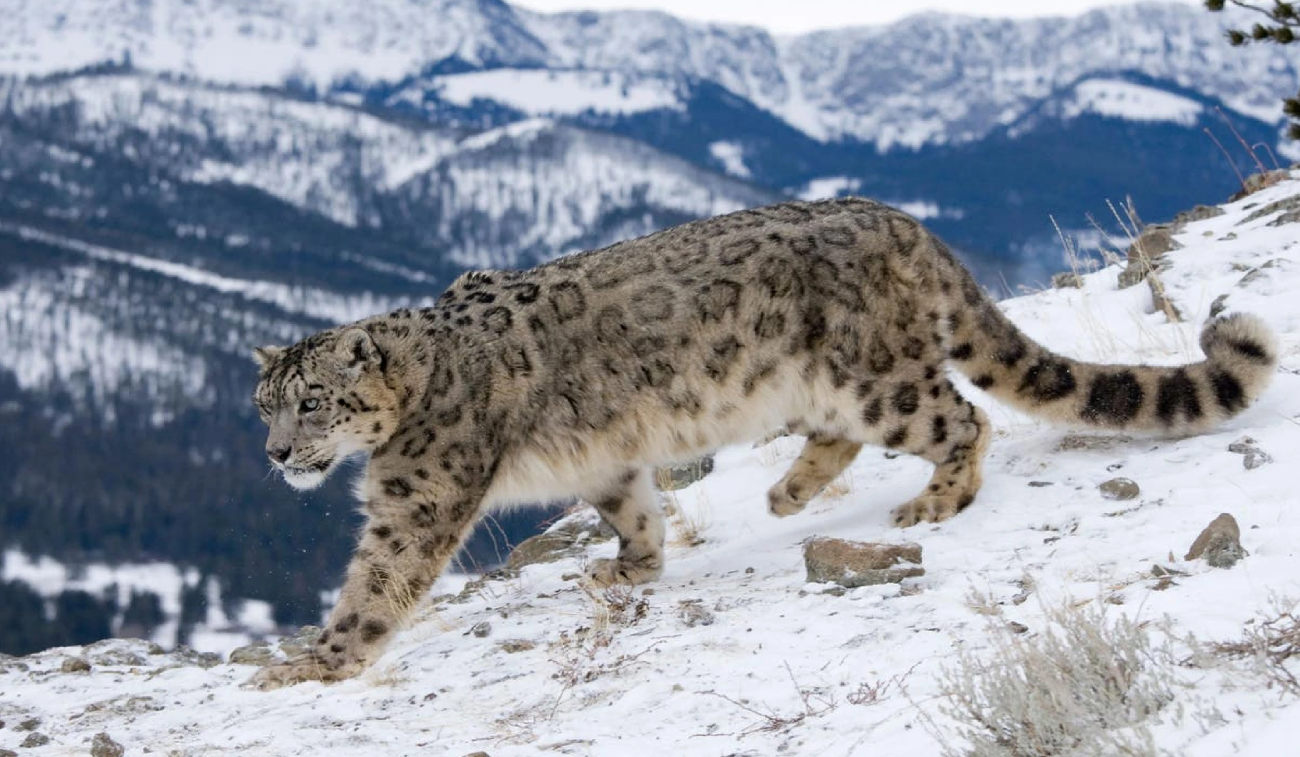 Study by Ladakh’s Department of Wildlife Protection has estimated 477 snow leopards in Ladakh