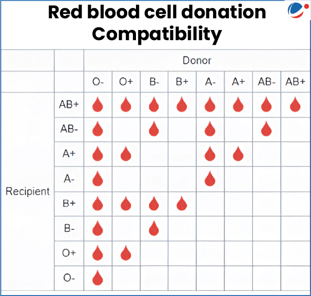 Chart titled 'Red blood cell donation Compatibility' showing a grid with donor blood types (O-, O+, B-, B+, A-, A+, AB-, AB+) across the top and recipient blood types (AB+, AB-, A+, A-, B+, B-, O+, O-) down the left side. Red blood drop icons indicate compatible donor-recipient combinations. AB+ recipients (universal recipients) can receive from all donor types. O- donors (universal donors) can donate to all recipient types. The chart systematically shows all compatible transfusion matches between the eight blood types based on ABO and Rh factor compatibility.