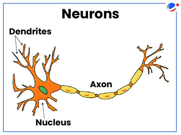 A diagram of a nerve cell

Description automatically generated