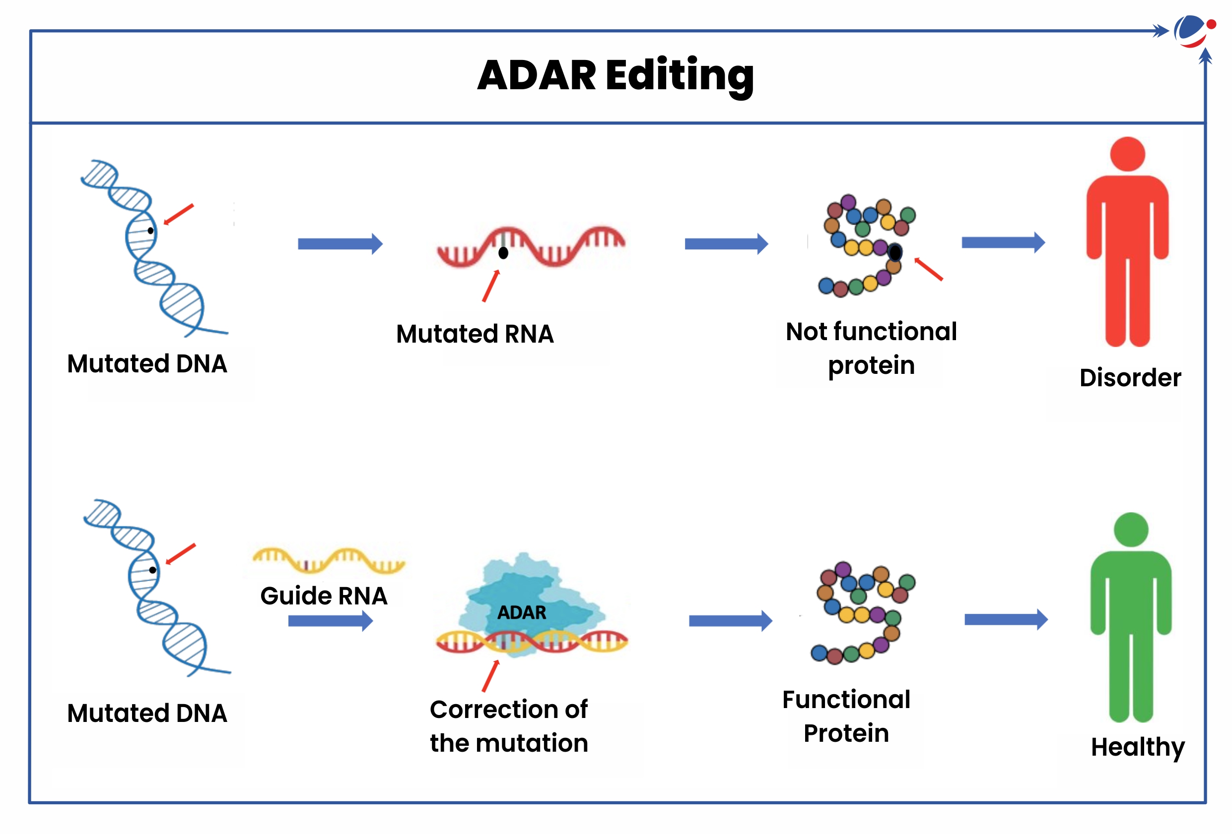 Diagram of a diagram showing the sequence of a dna editing

Description automatically generated