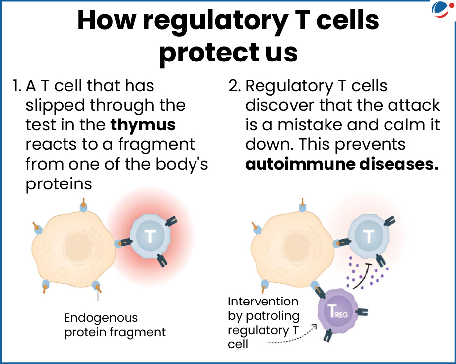 How regulatory T cells protect us