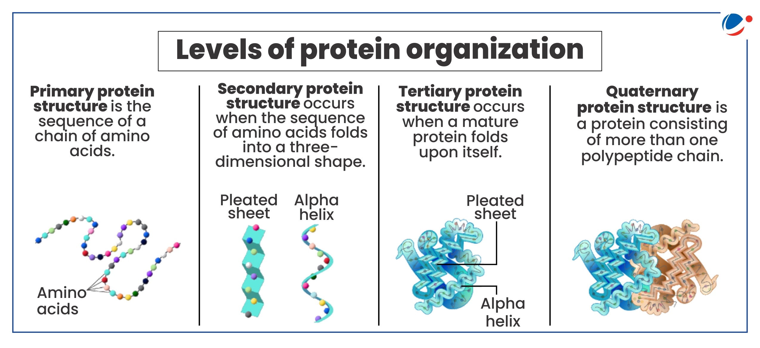 Diagram illustrating the four levels of protein organization: primary, secondary, tertiary, and quaternary structures.