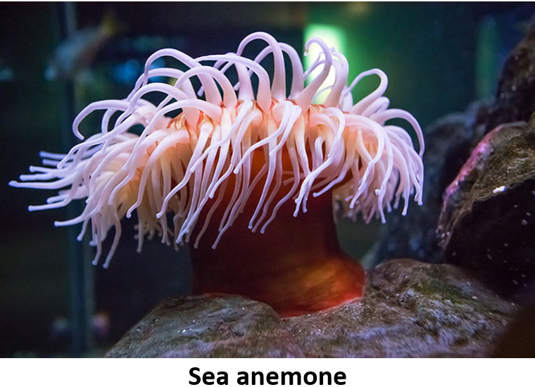 A sea anemone with pink and white-tipped tentacles attached to rocks underwater. The tentacles extend outward in various directions, giving the anemone a vibrant and dynamic appearance. A dark, blurred background features hints of other marine life.