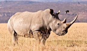 White Rhino | Species | WWF