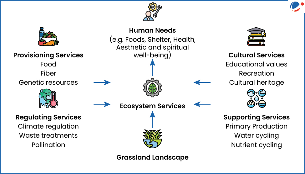 An infographic showing ecosystem services provided by Grasslands