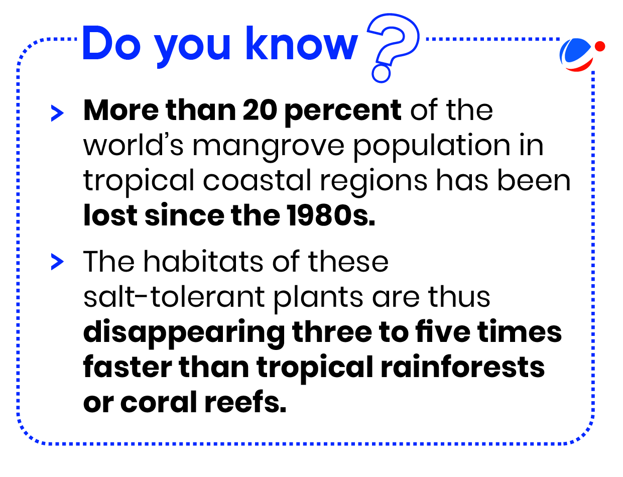 Do you know?" graphic with two bullets: 1. More than 20 percent of the world’s mangrove population in tropical coastal regions has been lost since the 1980s. 2. The habitats of these salt-tolerant plants are disappearing three to five times faster than tropical rainforests or coral reefs.