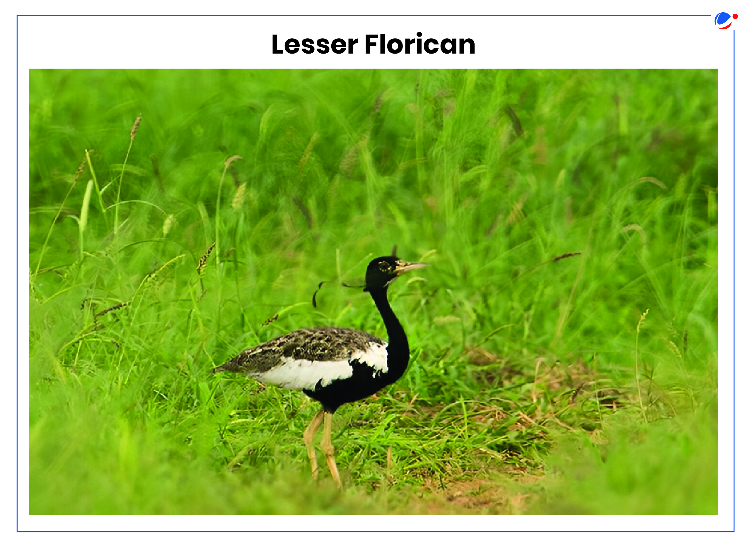 A Lesser Florican bird, with a distinctive black and white plumage, stands amid tall green grasses. The image highlights the bird's unique appearance and presence in its natural grassy habitat. The background is a lush, green field.